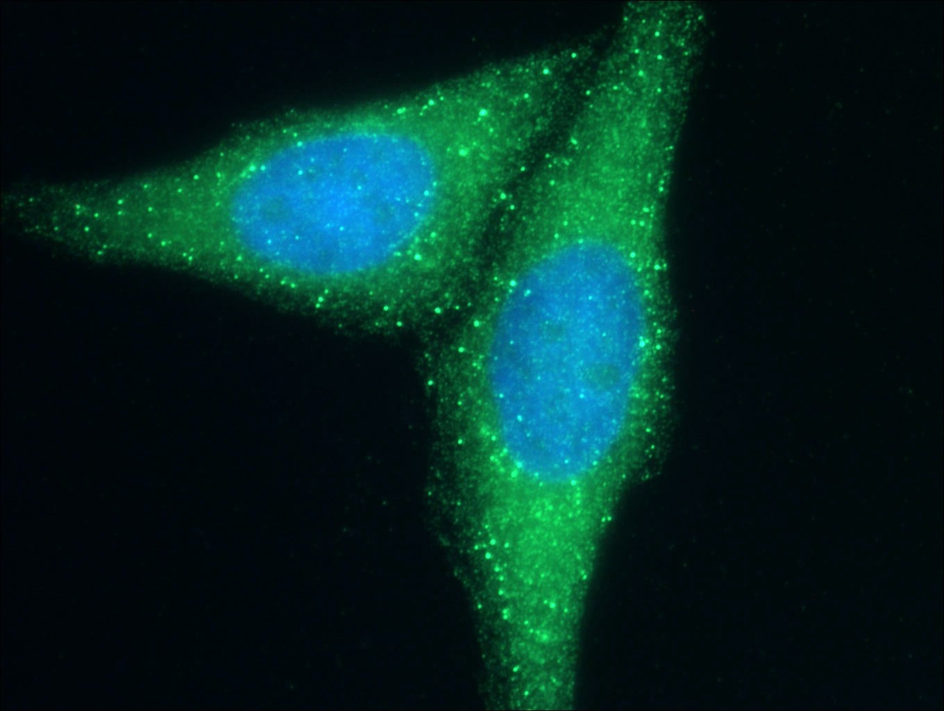 Immunofluorescence (IF) / fluorescent staining of HepG2 cells using Cd2ap Polyclonal antibody (51046-1-AP)