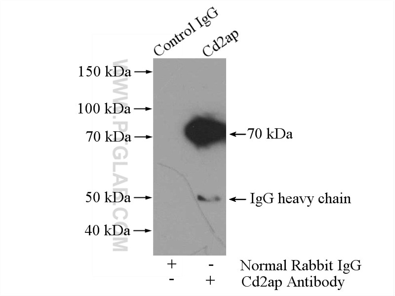 Cd2ap Polyclonal antibody