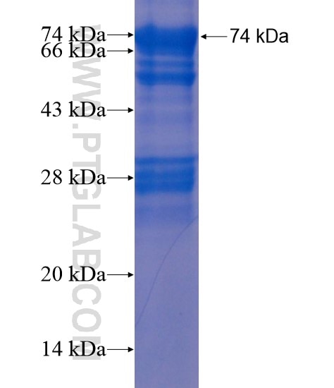Cd2ap fusion protein Ag21170 SDS-PAGE