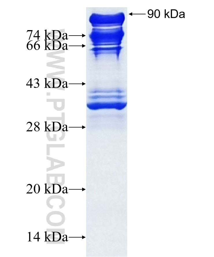 Cd2ap fusion protein Ag0622 SDS-PAGE