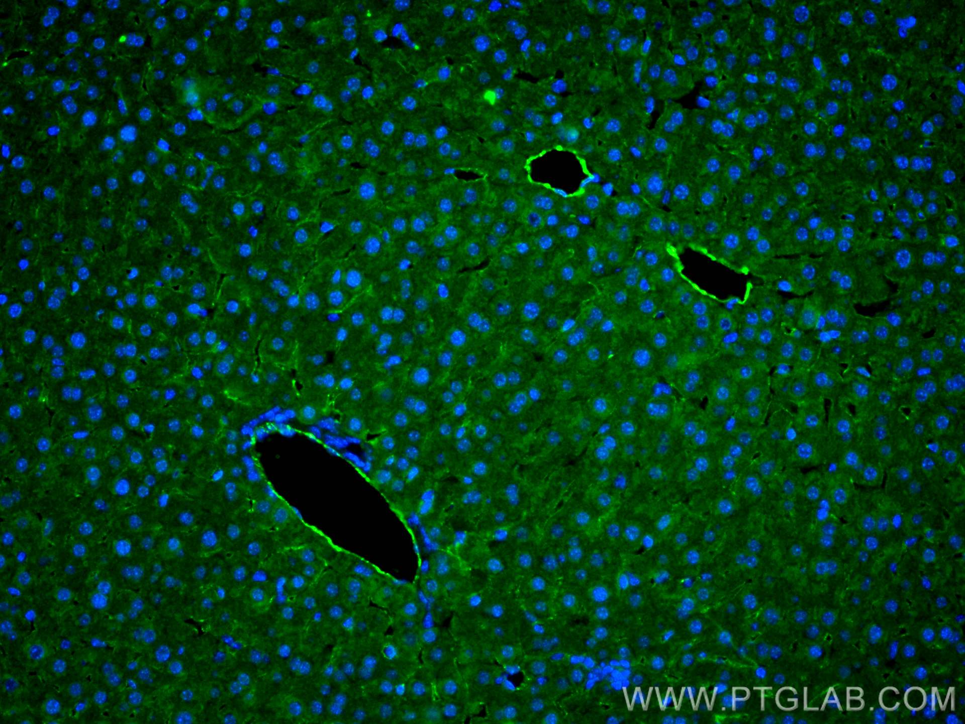 Immunofluorescence (IF) / fluorescent staining of mouse liver tissue using CD31 Polyclonal antibody (28083-1-AP)