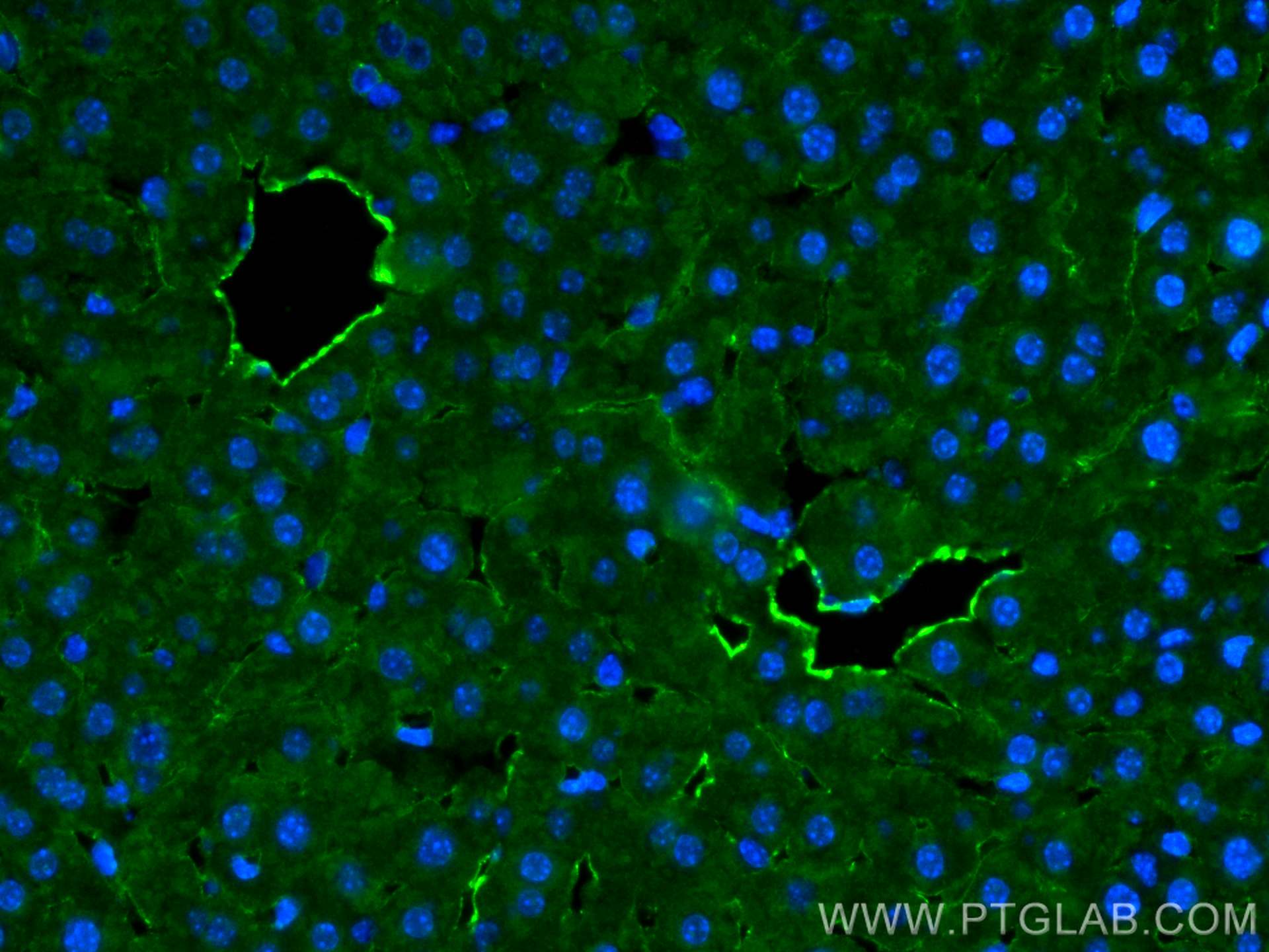 Immunofluorescence (IF) / fluorescent staining of mouse liver tissue using CD31 Polyclonal antibody (28083-1-AP)