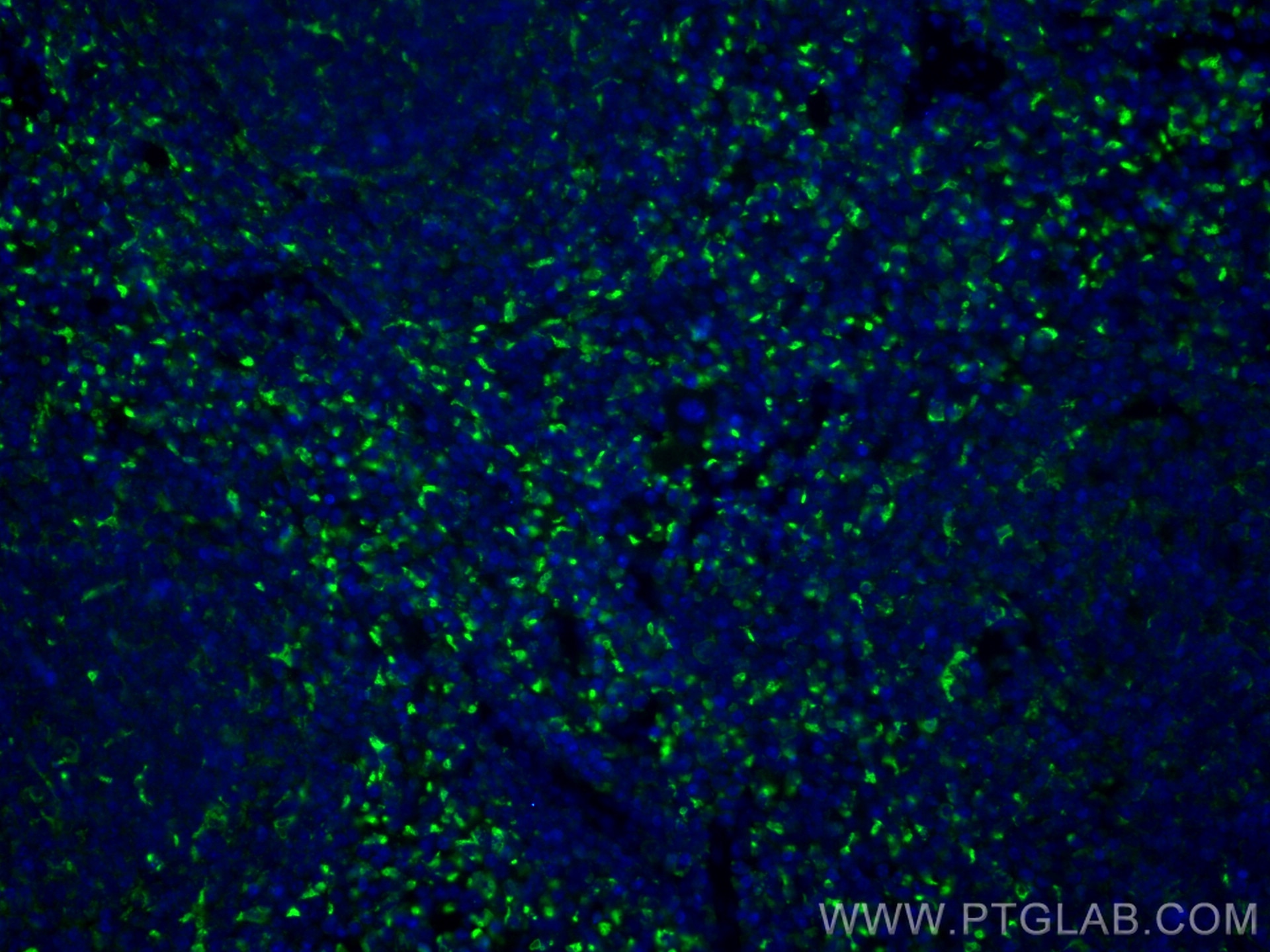 Immunofluorescence (IF) / fluorescent staining of mouse spleen tissue using Cd68 Polyclonal antibody (28058-1-AP)