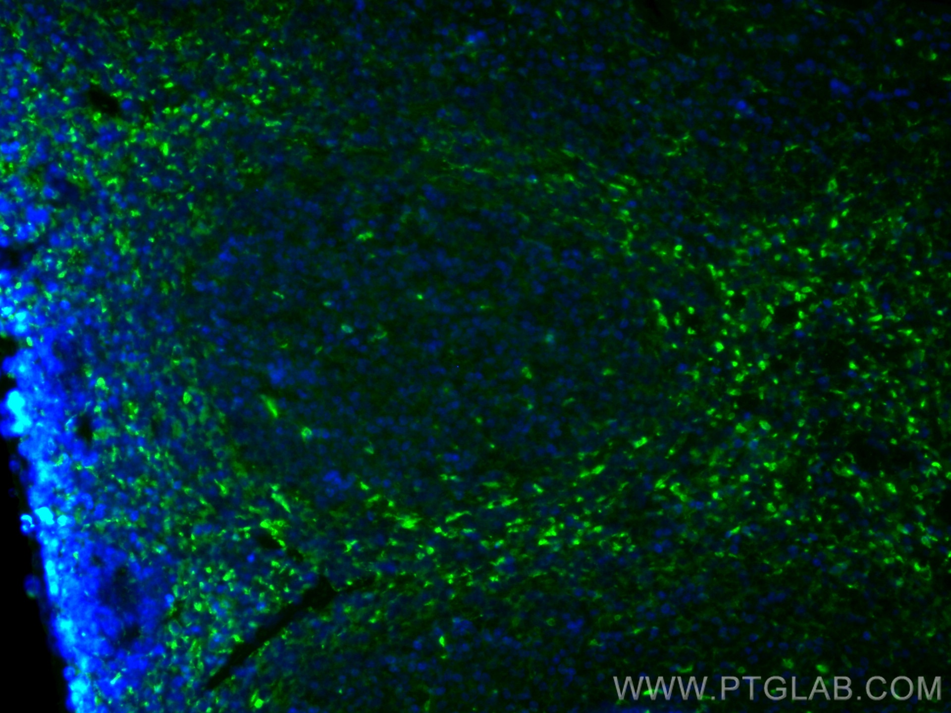 Immunofluorescence (IF) / fluorescent staining of mouse spleen tissue using CoraLite® Plus 488-conjugated Cd68 Polyclonal anti (CL488-28058)