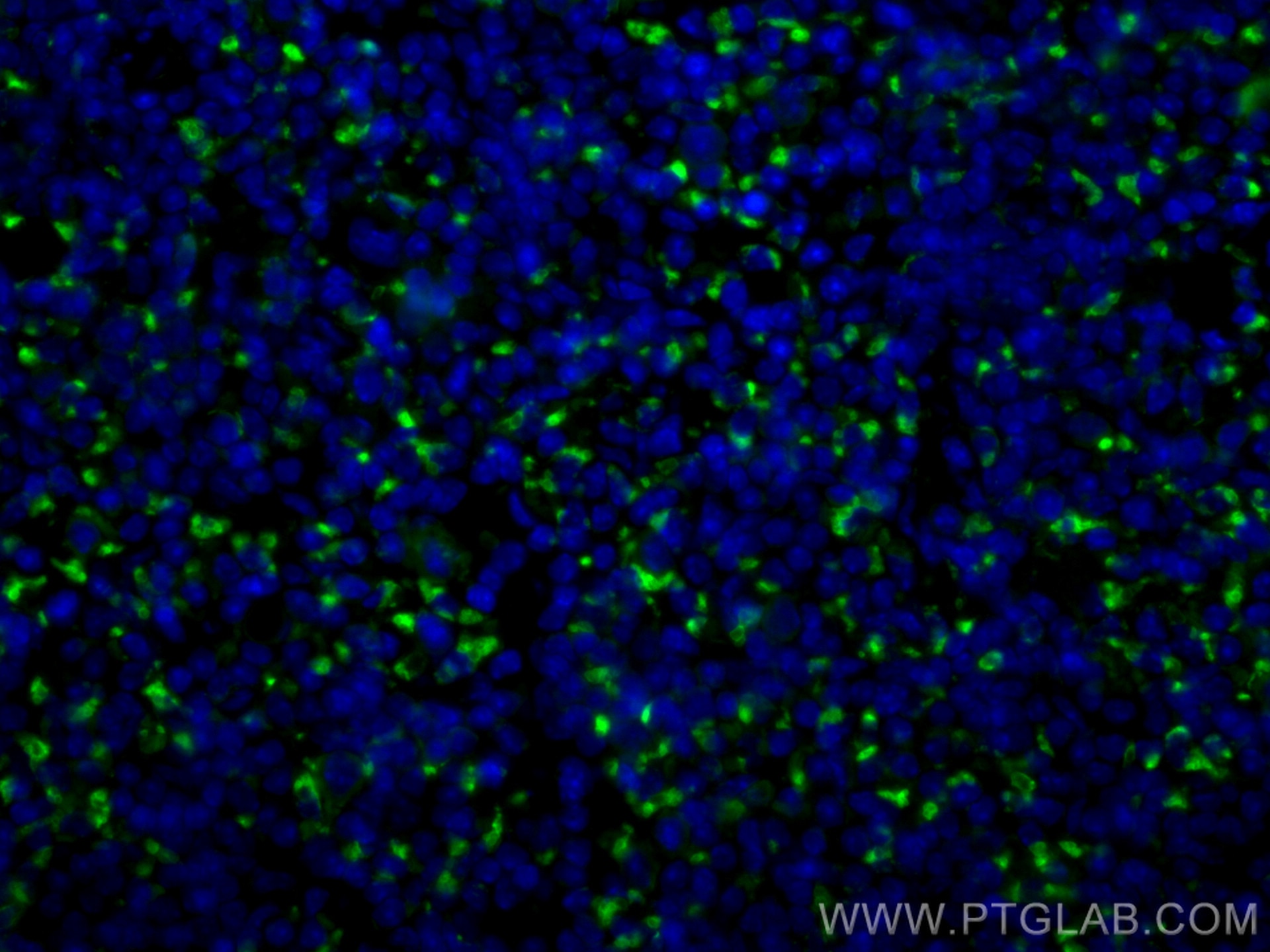 Immunofluorescence (IF) / fluorescent staining of mouse spleen tissue using CoraLite® Plus 488-conjugated Cd68 Polyclonal anti (CL488-28058)