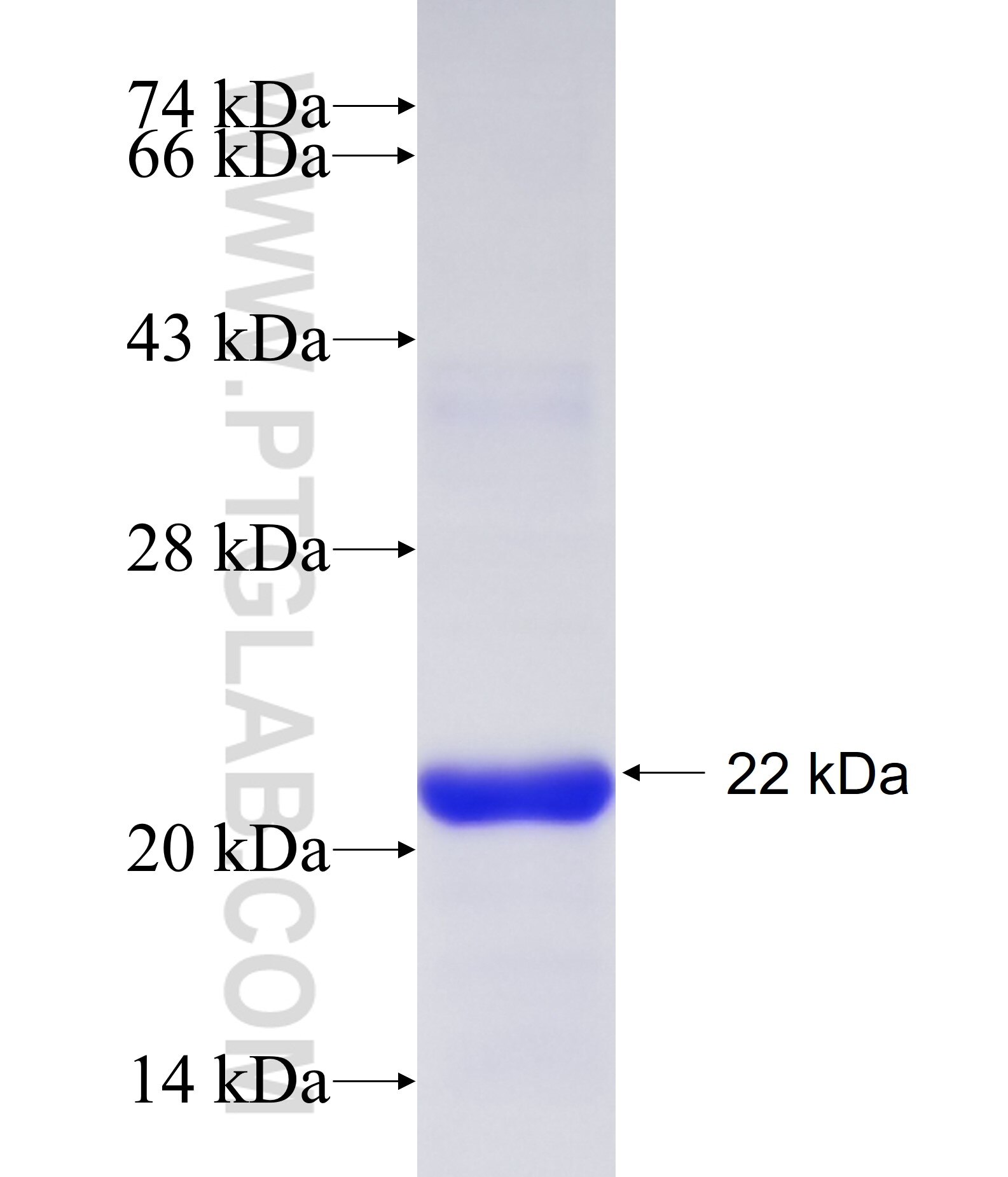Cd68 fusion protein Ag27775 SDS-PAGE
