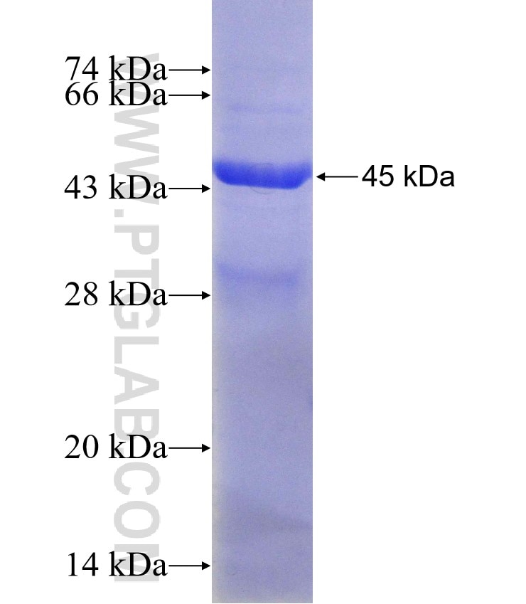 Cd68 fusion protein Ag27827 SDS-PAGE