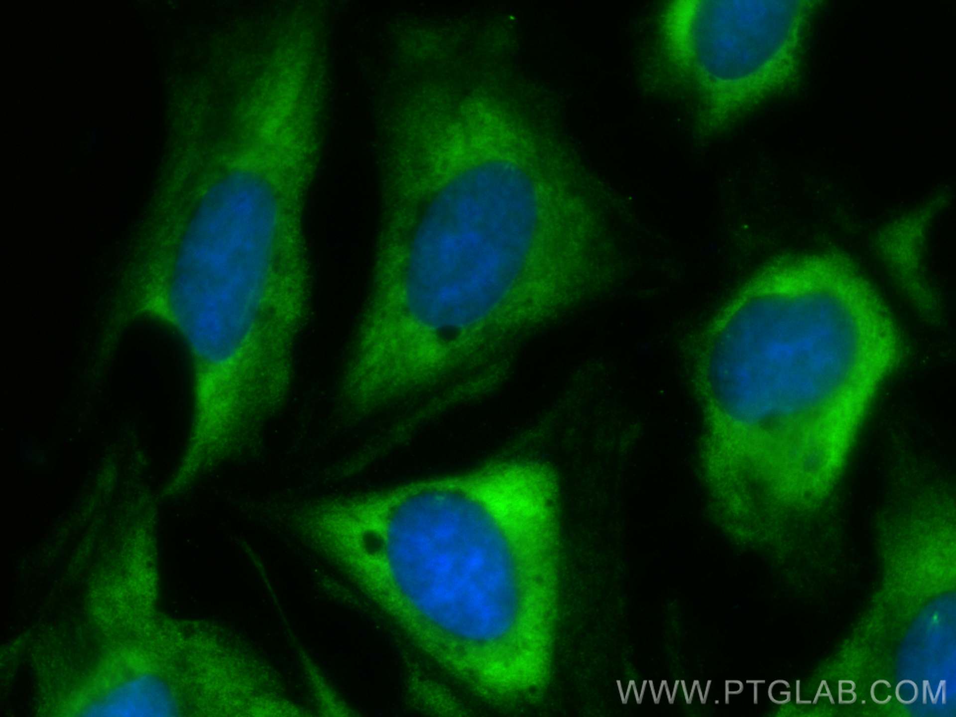 Immunofluorescence (IF) / fluorescent staining of U2OS cells using CoraLite® Plus 488-conjugated Cdc20 Polyclonal ant (CL488-10252)