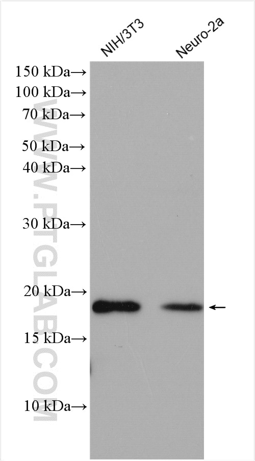 Western Blot (WB) analysis of various lysates using p21 Polyclonal antibody (28248-1-AP)