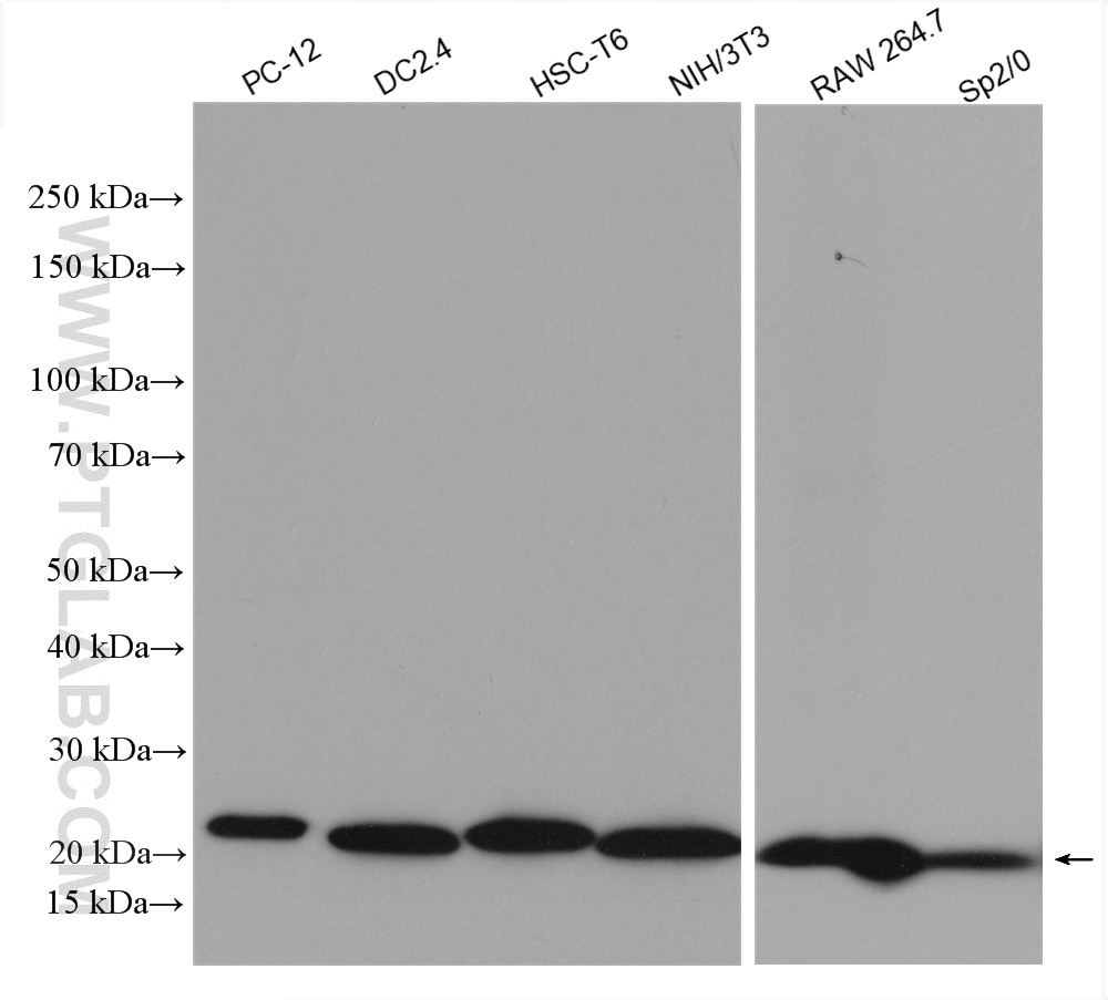 Western Blot (WB) analysis of various lysates using p21 Polyclonal antibody (28248-1-AP)