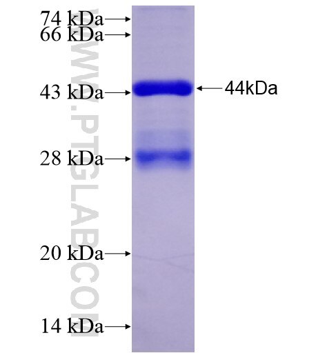 Cdkn1a fusion protein Ag28249 SDS-PAGE