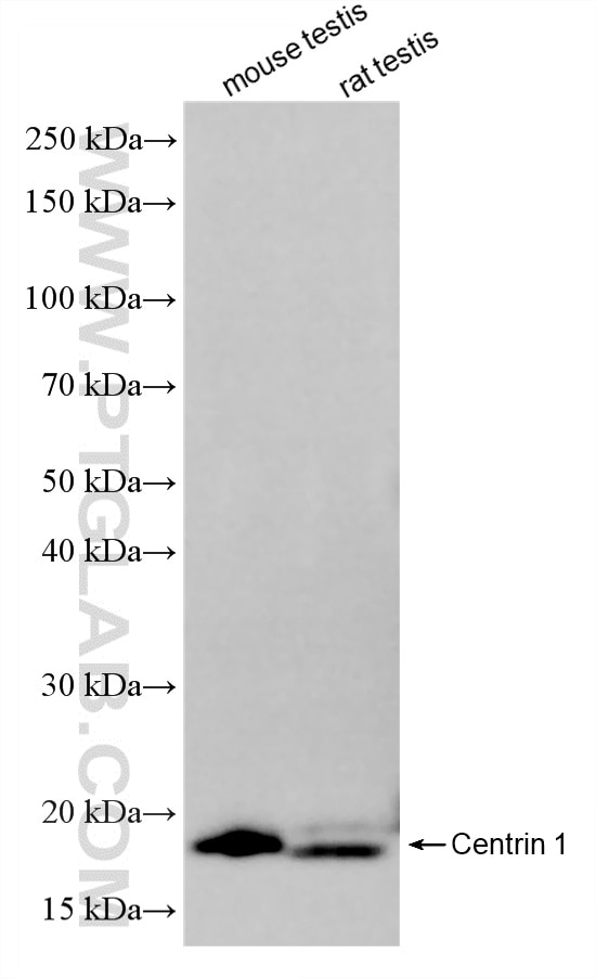 Various lysates were subjected to SDS PAGE followed by western blot with 85637-2-RR (CETN1 antibody) at dilution of 1:1000 incubated at room temperature for 1.5 hours. This data was developed using the same antibody clone with 85637-2-PBS in a different storage buffer formulation. Western Blot (WB) analysis of various lysates using Centrin 1 Recombinant monoclonal antibody (85637-2-RR)