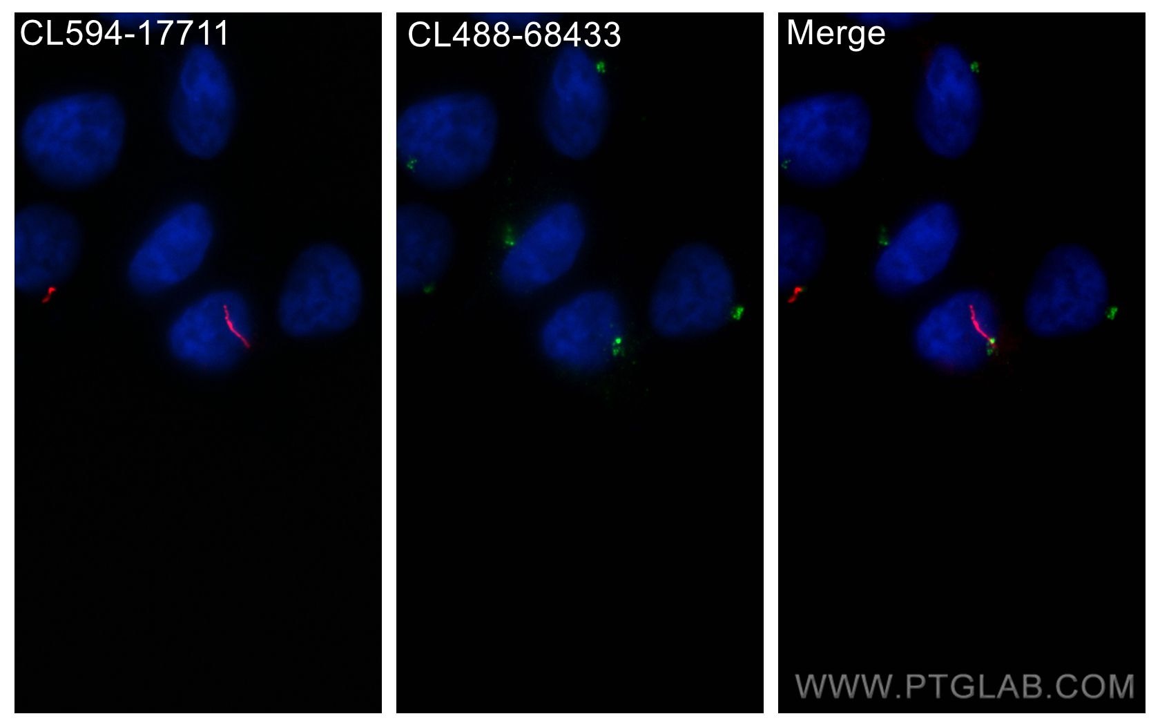 IF Staining of HeLa using CL488-68433