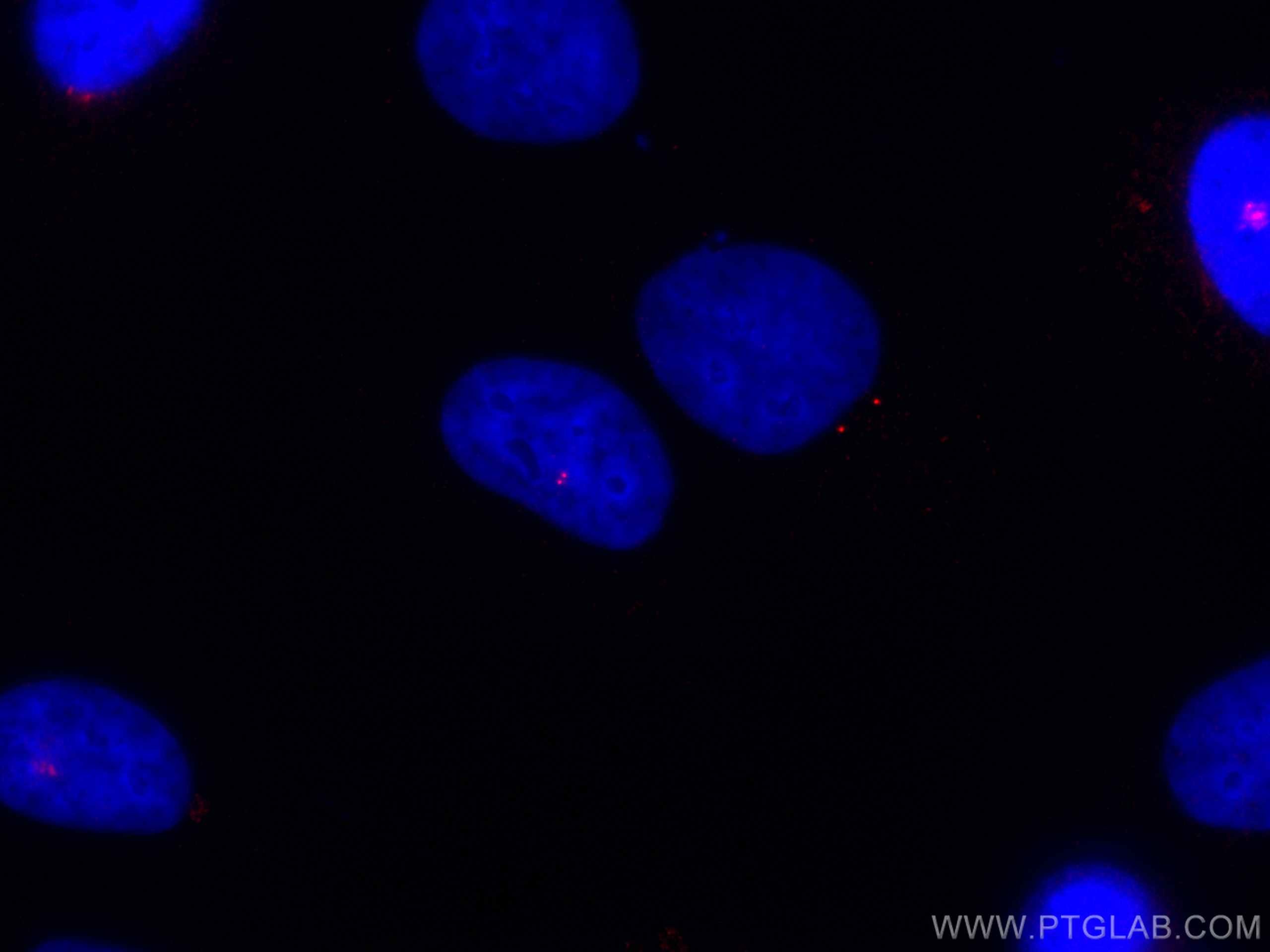 Immunofluorescence (IF) / fluorescent staining of HeLa cells using CoraLite®594-conjugated Centrin 1 Polyclonal antib (CL594-12794)