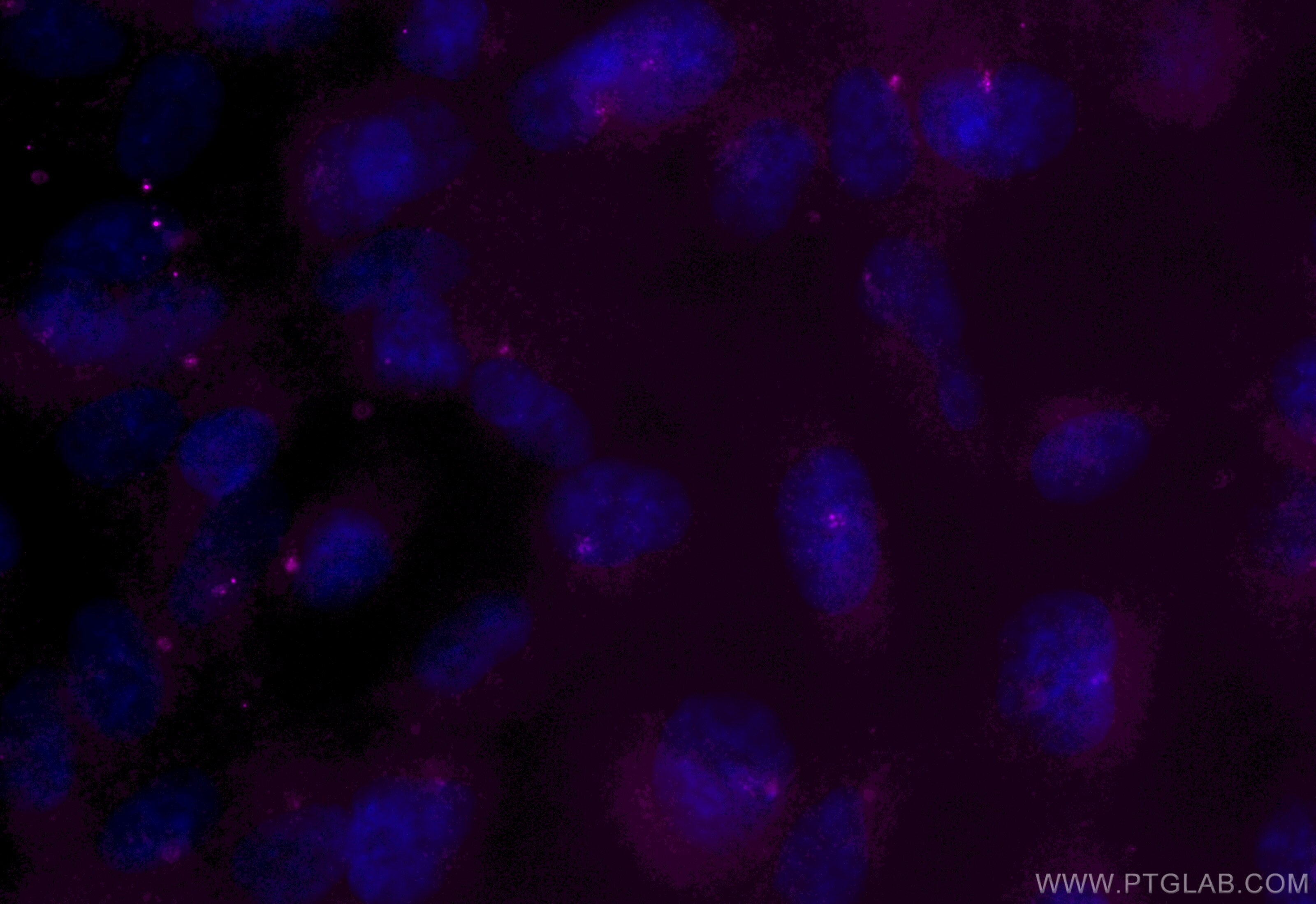 Immunofluorescence (IF) / fluorescent staining of hTERT-RPE1 cells using CoraLite® Plus 647-conjugated Centrin 1 Monoclonal (CL647-68433)
