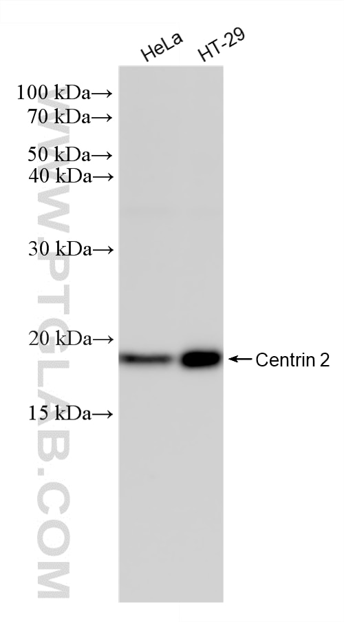 WB analysis using 88406-1-RR Western Blot (WB) analysis of various lysates using Centrin 2 Recombinant monoclonal antibody (88406-1-RR)