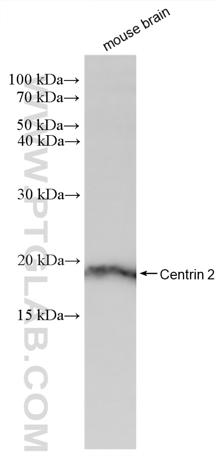 WB analysis of mouse brain using 88406-1-RR Western Blot (WB) analysis of mouse brain tissue using Centrin 2 Recombinant monoclonal antibody (88406-1-RR)