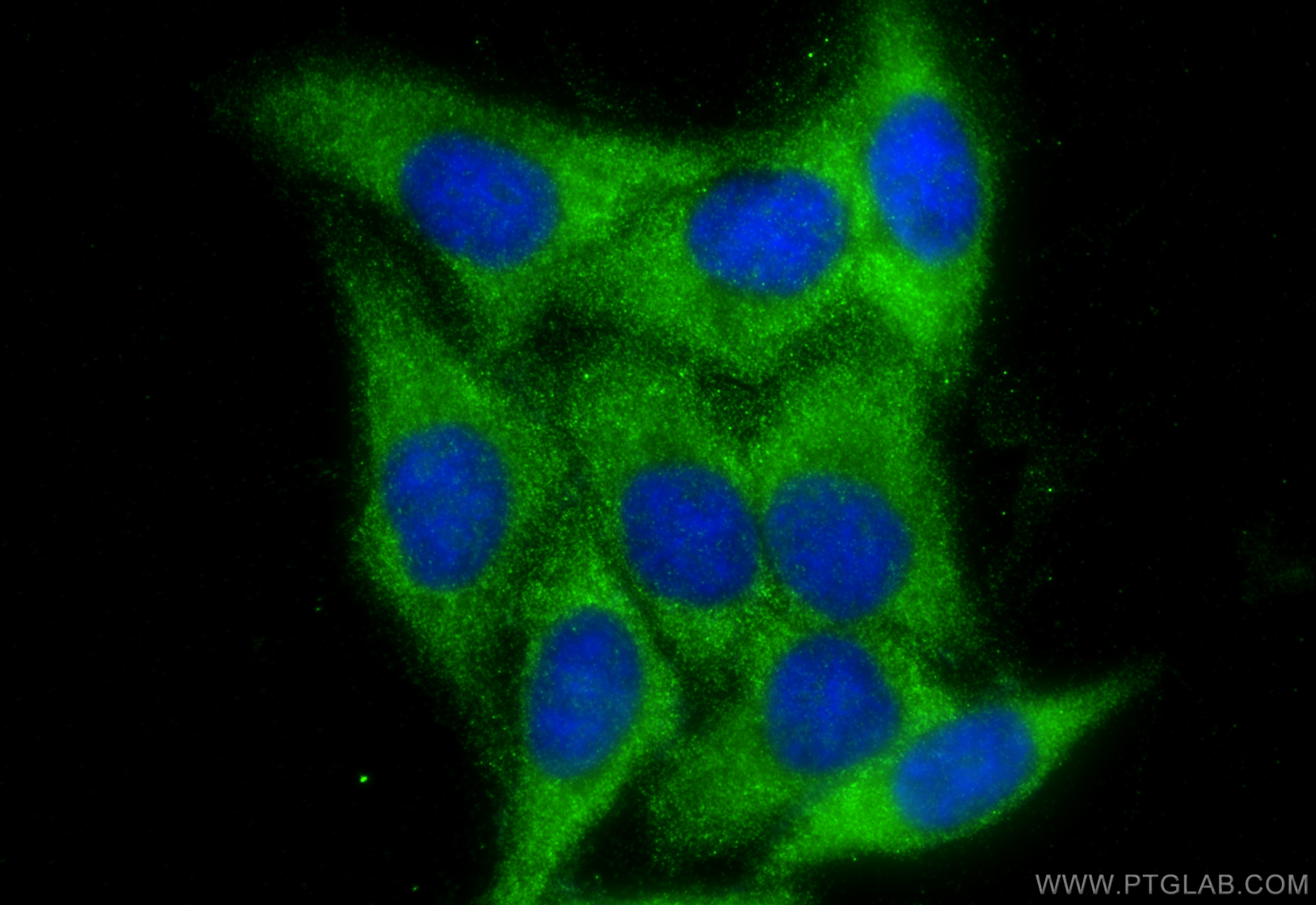 Immunofluorescence (IF) / fluorescent staining of HepG2 cells using Ch-TOG Polyclonal antibody (26457-1-AP)