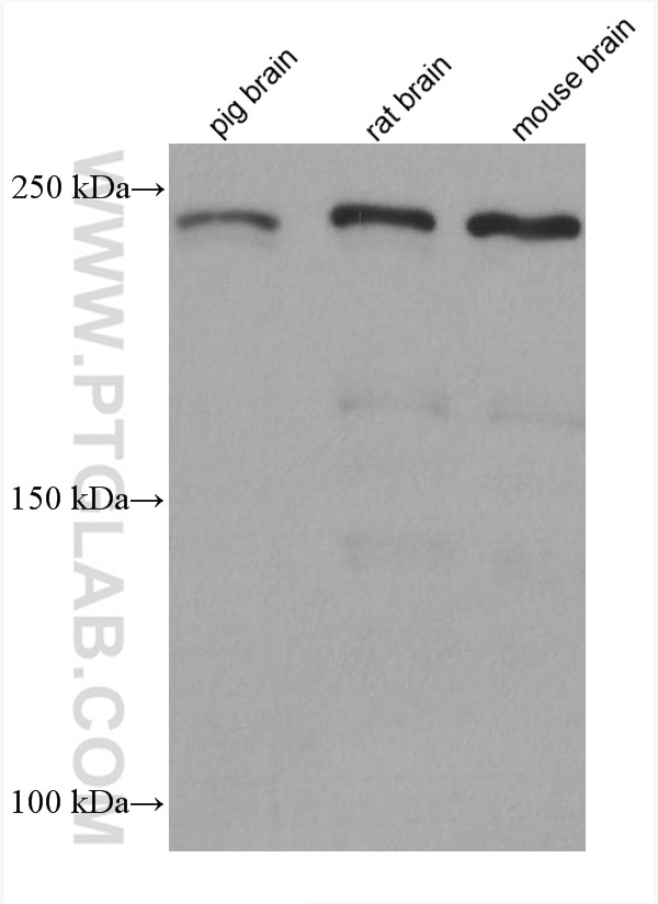 Western Blot (WB) analysis of various lysates using Ch-TOG Monoclonal antibody (67631-1-Ig)