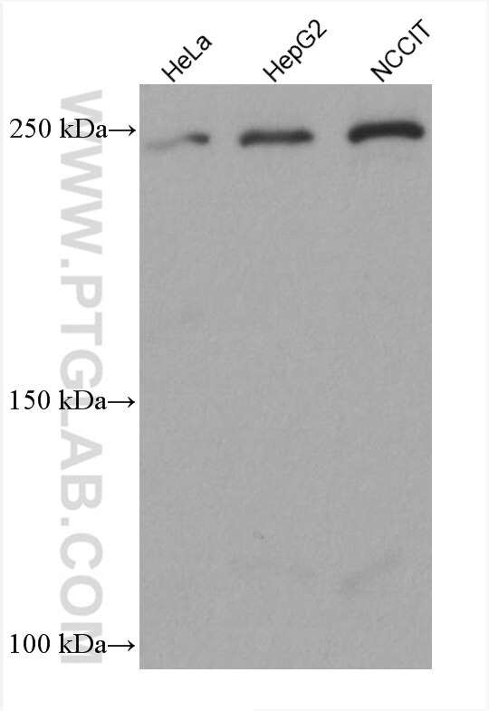 Western Blot (WB) analysis of various lysates using Ch-TOG Monoclonal antibody (67631-1-Ig)