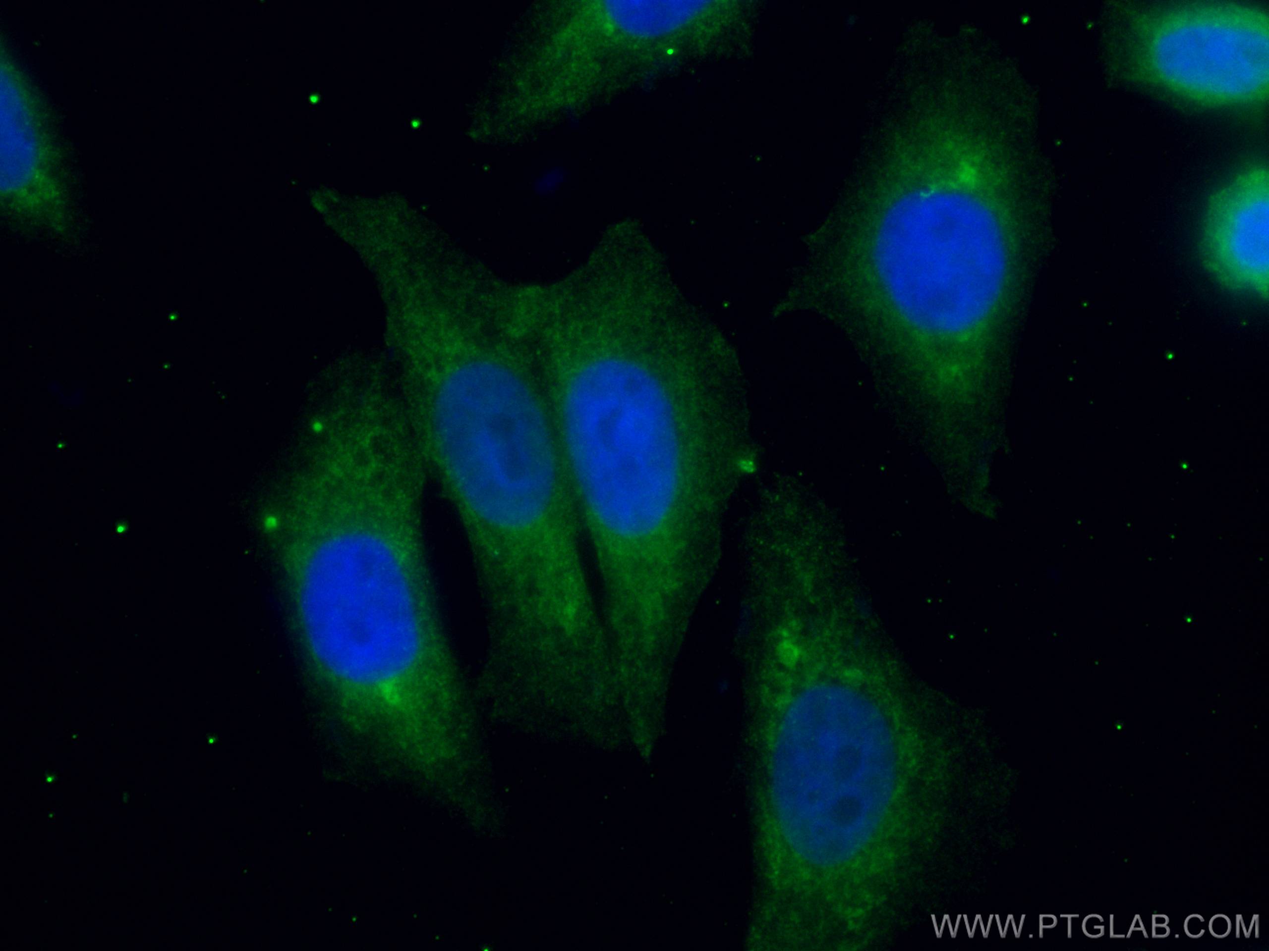 Immunofluorescence (IF) / fluorescent staining of HepG2 cells using CoraLite® Plus 488-conjugated Ch-TOG Monoclonal an (CL488-67631)