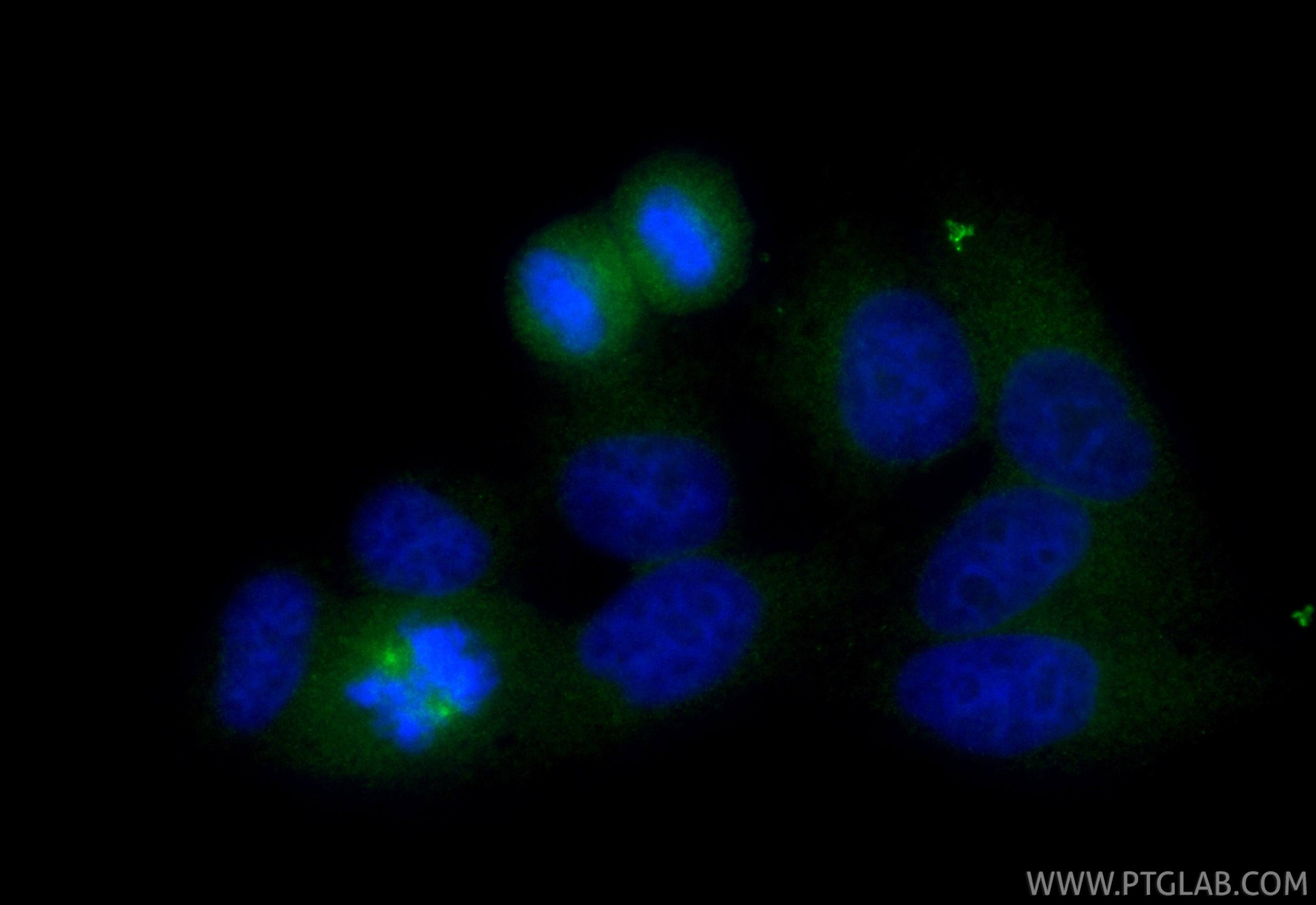 Immunofluorescence (IF) / fluorescent staining of HepG2 cells using CoraLite® Plus 488-conjugated Ch-TOG Recombinant m (CL488-84285-3)