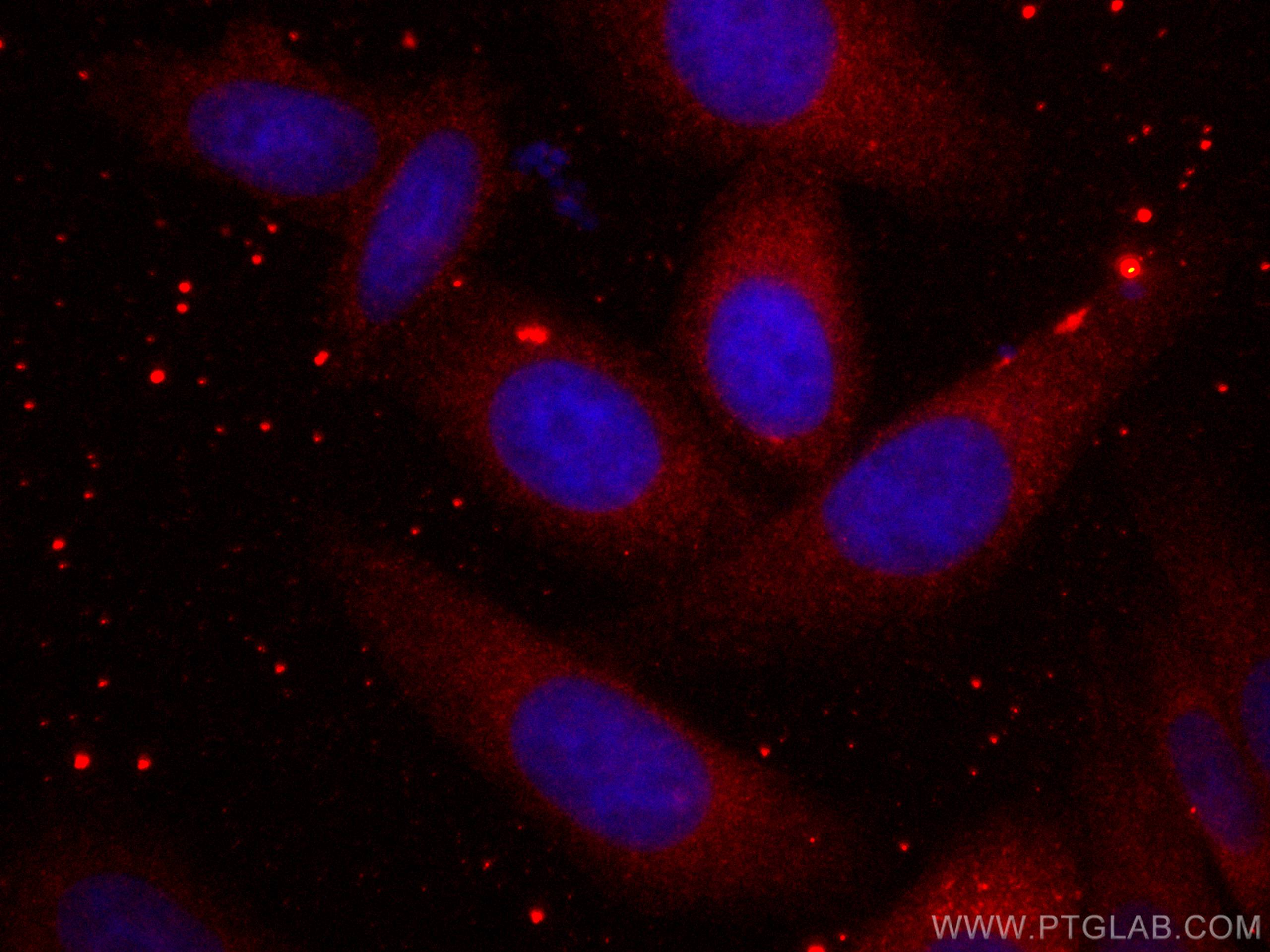 Immunofluorescence (IF) / fluorescent staining of HepG2 cells using CoraLite®594-conjugated Ch-TOG Monoclonal antibody (CL594-67631)