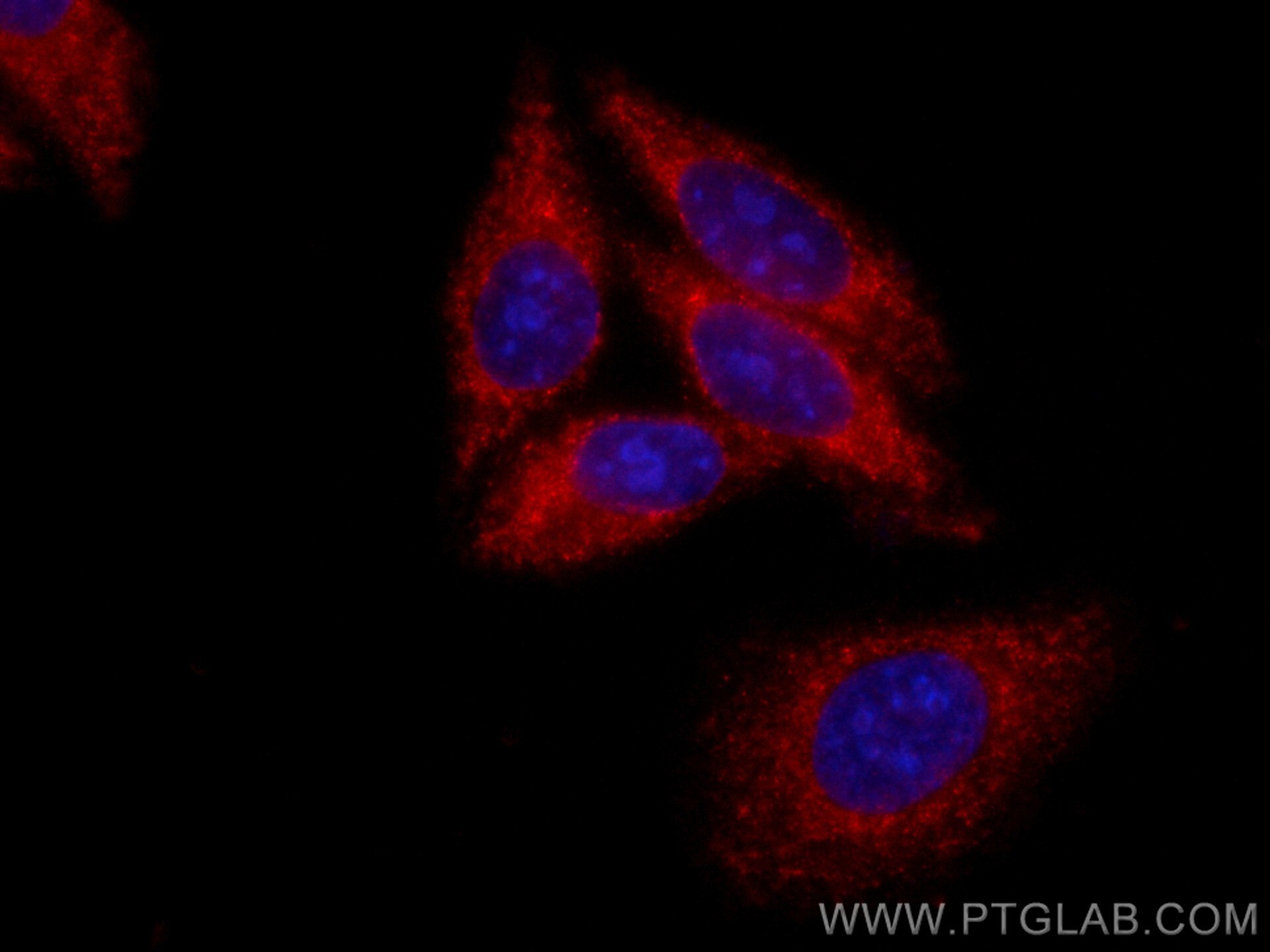 Immunofluorescence (IF) / fluorescent staining of HepG2 cells using CoraLite®594-conjugated Ch-TOG Monoclonal antibody (CL594-67631)