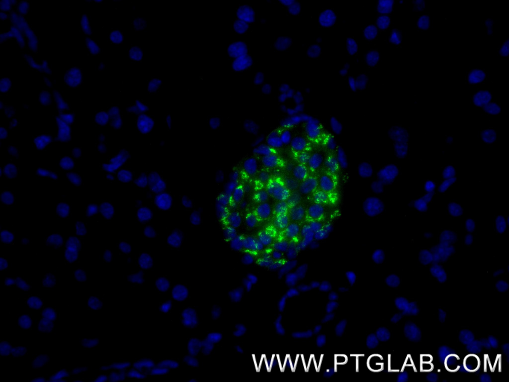 Immunofluorescence (IF) / fluorescent staining of mouse pancreas tissue using Chromogranin A Recombinant antibody (85605-2-RR)