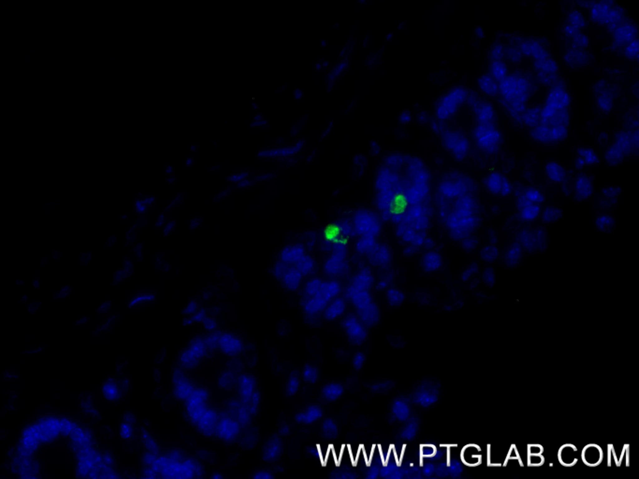 Immunofluorescence (IF) / fluorescent staining of mouse small intestine tissue using Chromogranin A Recombinant antibody (85605-2-RR)