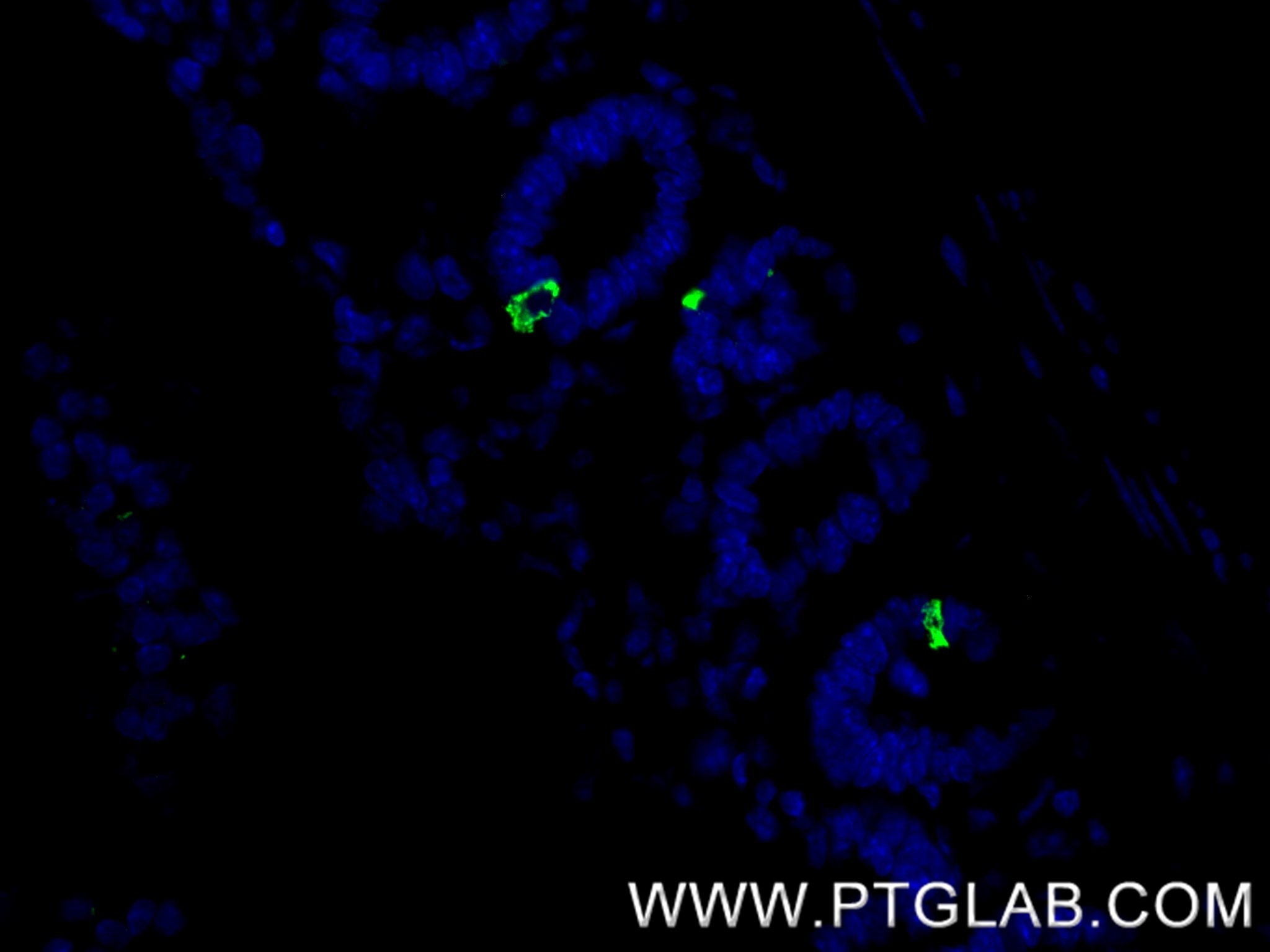 Immunofluorescent analysis of (4% PFA) fixed paraffin-embedded mouse small intestine tissue using Chromogranin A antibody (85605-2-RR, Clone: 243048H7 ) at dilution of 1:200 and CoraLite®488-Conjugated Goat Anti-Rabbit IgG(H+L) (SA00013-2). Heat mediated antigen retrieval with Tris-EDTA buffer (pH 9.0). This data was developed using the same antibody clone with 85605-2-PBS in a different storage buffer formulation. Immunofluorescence (IF) / fluorescent staining of mouse small intestine tissue using Chromogranin A Recombinant monoclonal antibody (85605-2-RR)