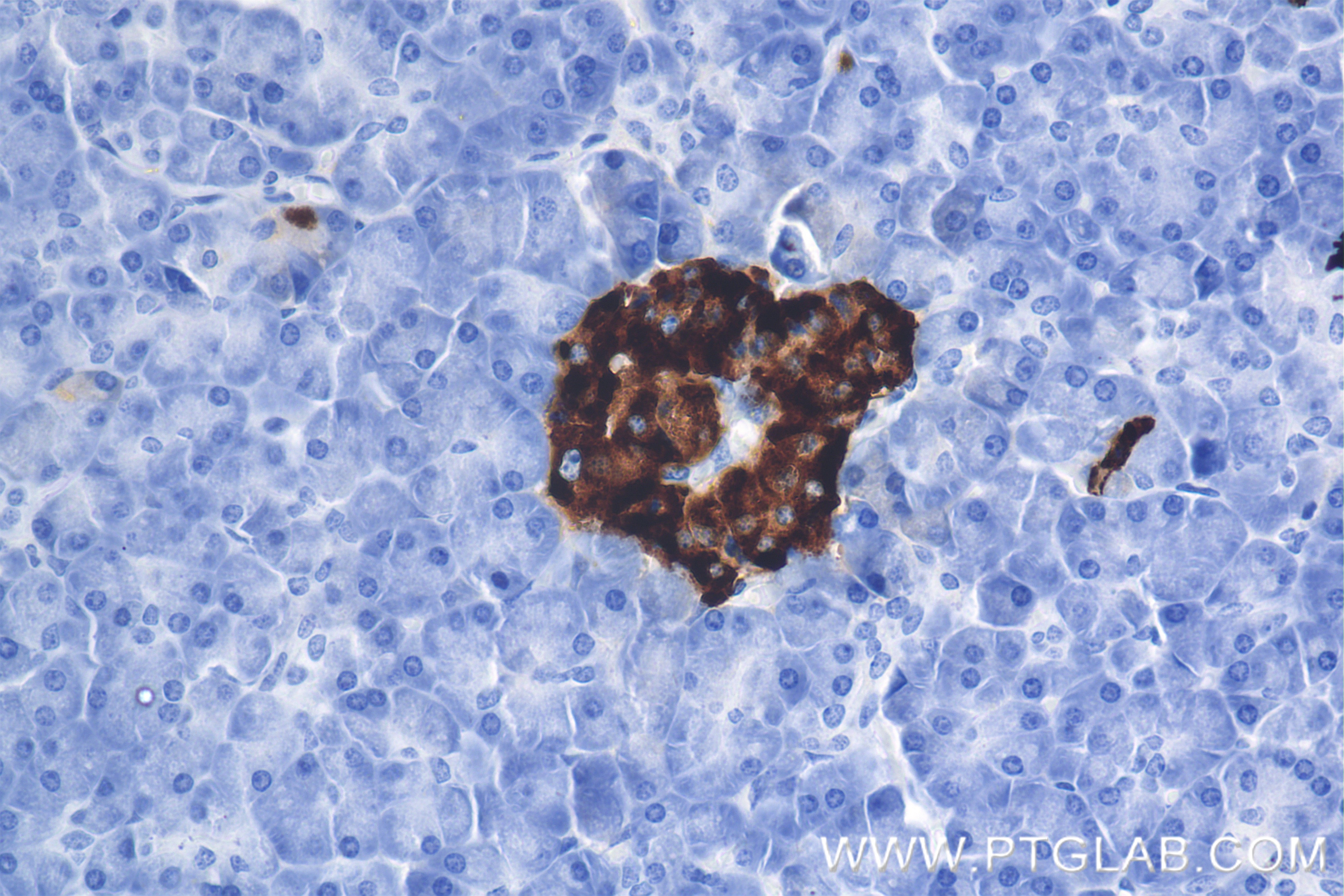 Immunohistochemistry (IHC) staining of human pancreas tissue using Chromogranin A Recombinant antibody (85605-2-RR)