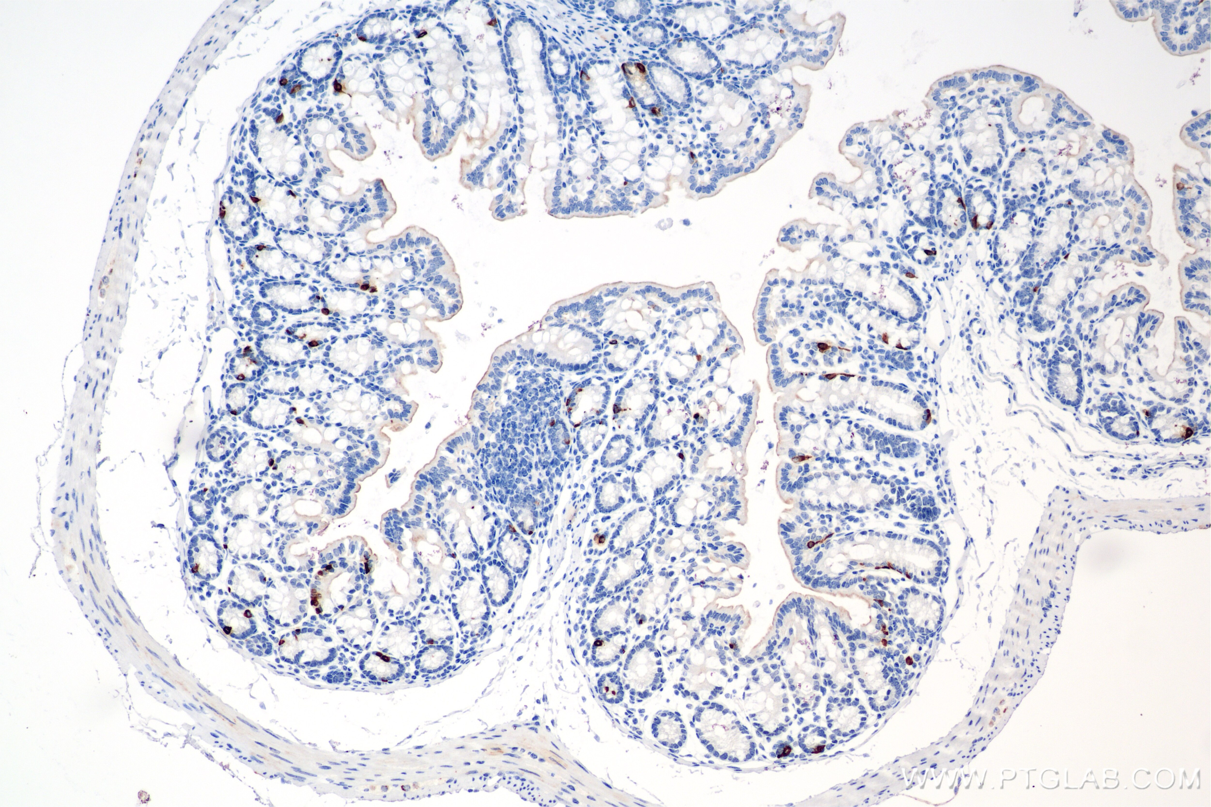Immunohistochemistry (IHC) staining of mouse colon tissue using Chromogranin A Recombinant antibody (85605-2-RR)