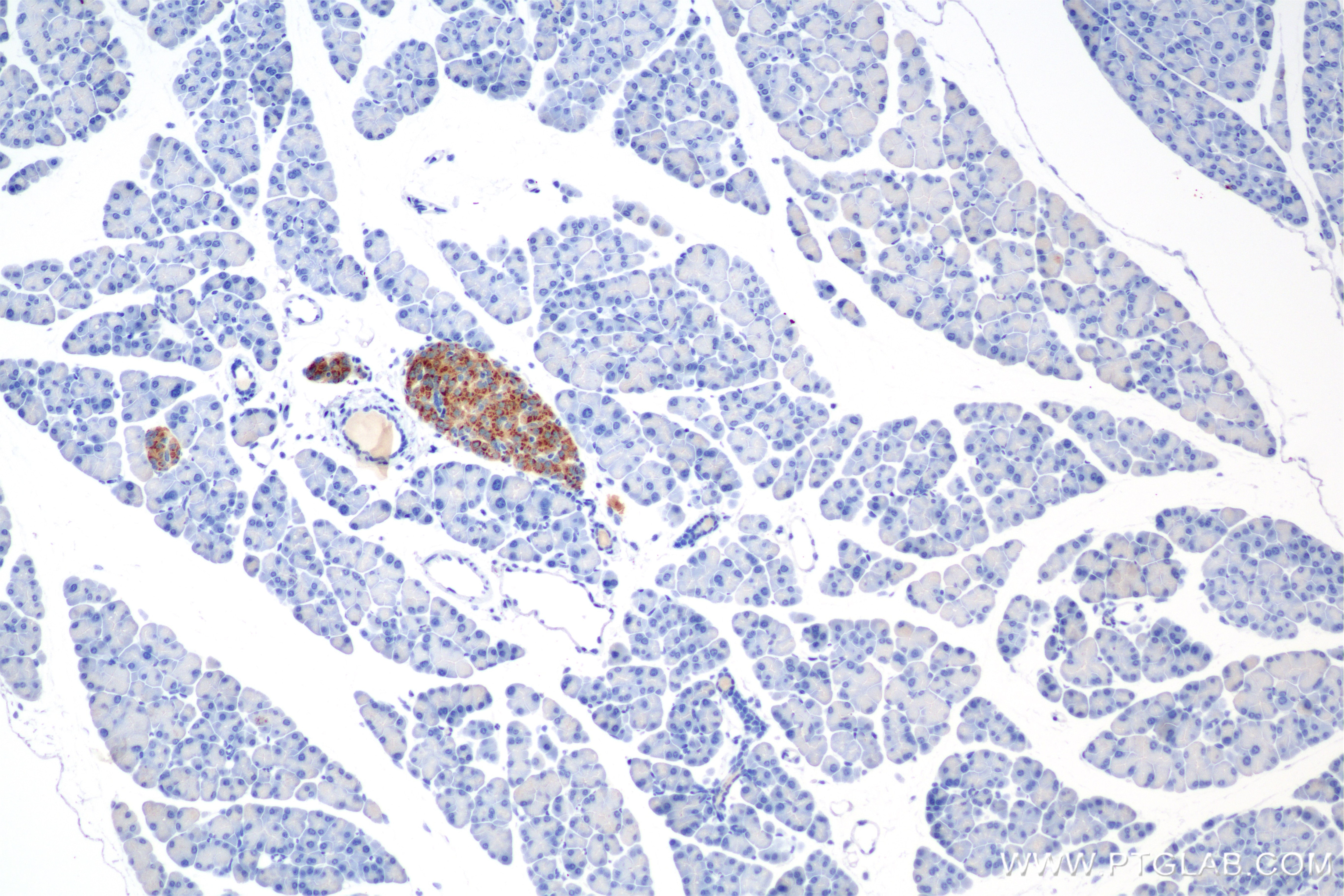 Immunohistochemistry (IHC) staining of mouse pancreas tissue using Chromogranin A Recombinant antibody (85605-2-RR)