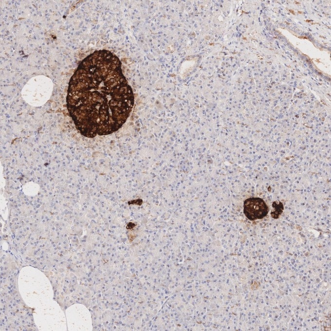IHC staining of human pancreas using 85605-2-RR Immunohistochemistry (IHC) staining of human pancreas tissue using Chromogranin A Recombinant monoclonal antibody (85605-2-RR)