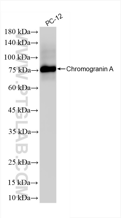 Western Blot (WB) analysis of PC-12 cells using Chromogranin A Recombinant antibody (86447-1-RR)