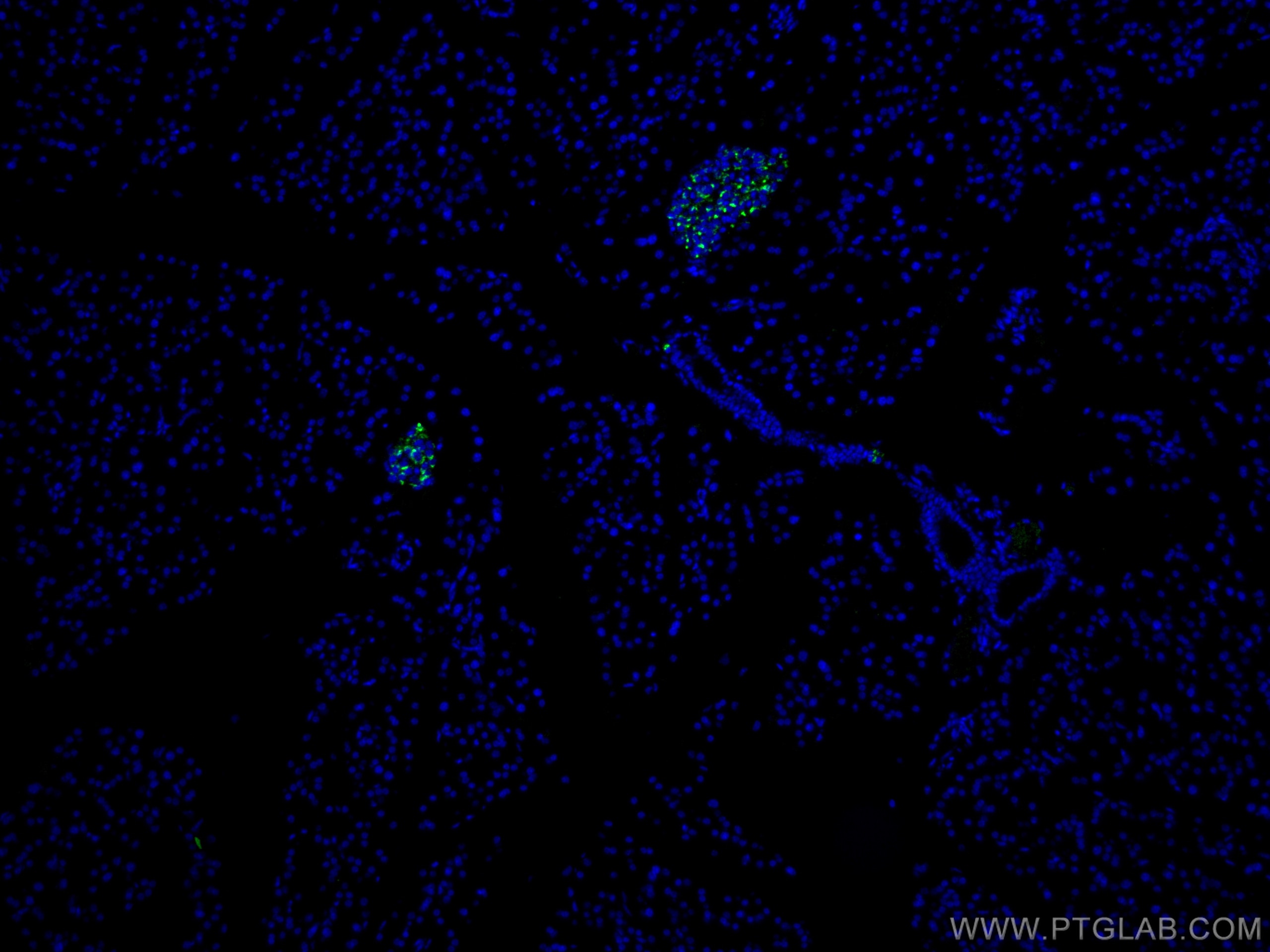 Immunofluorescence (IF) / fluorescent staining of mouse pancreas tissue using CoraLite® Plus 488-conjugated Chromogranin A Polyc (CL488-10529)