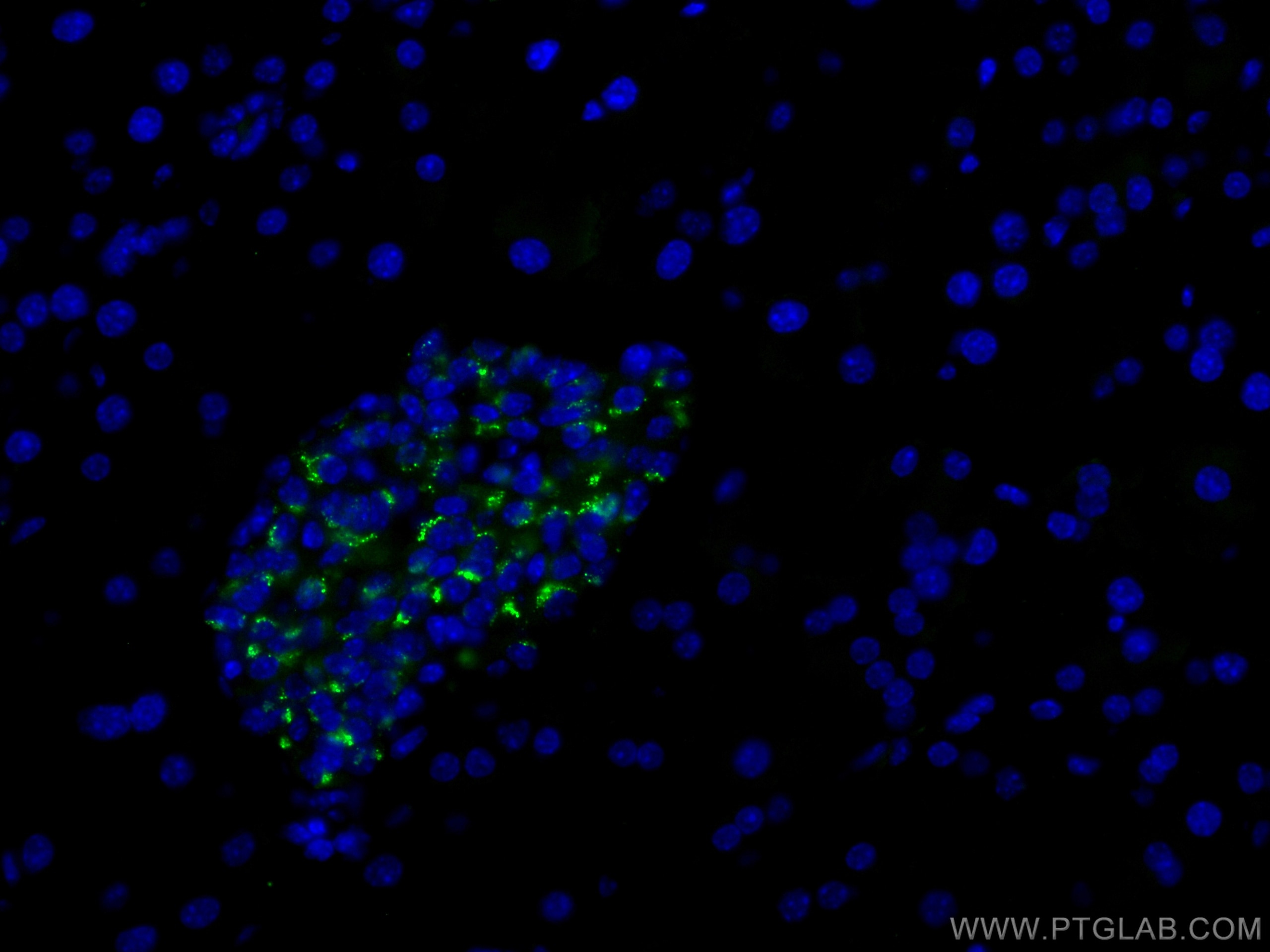 IF Staining of mouse pancreas using CL488-10529