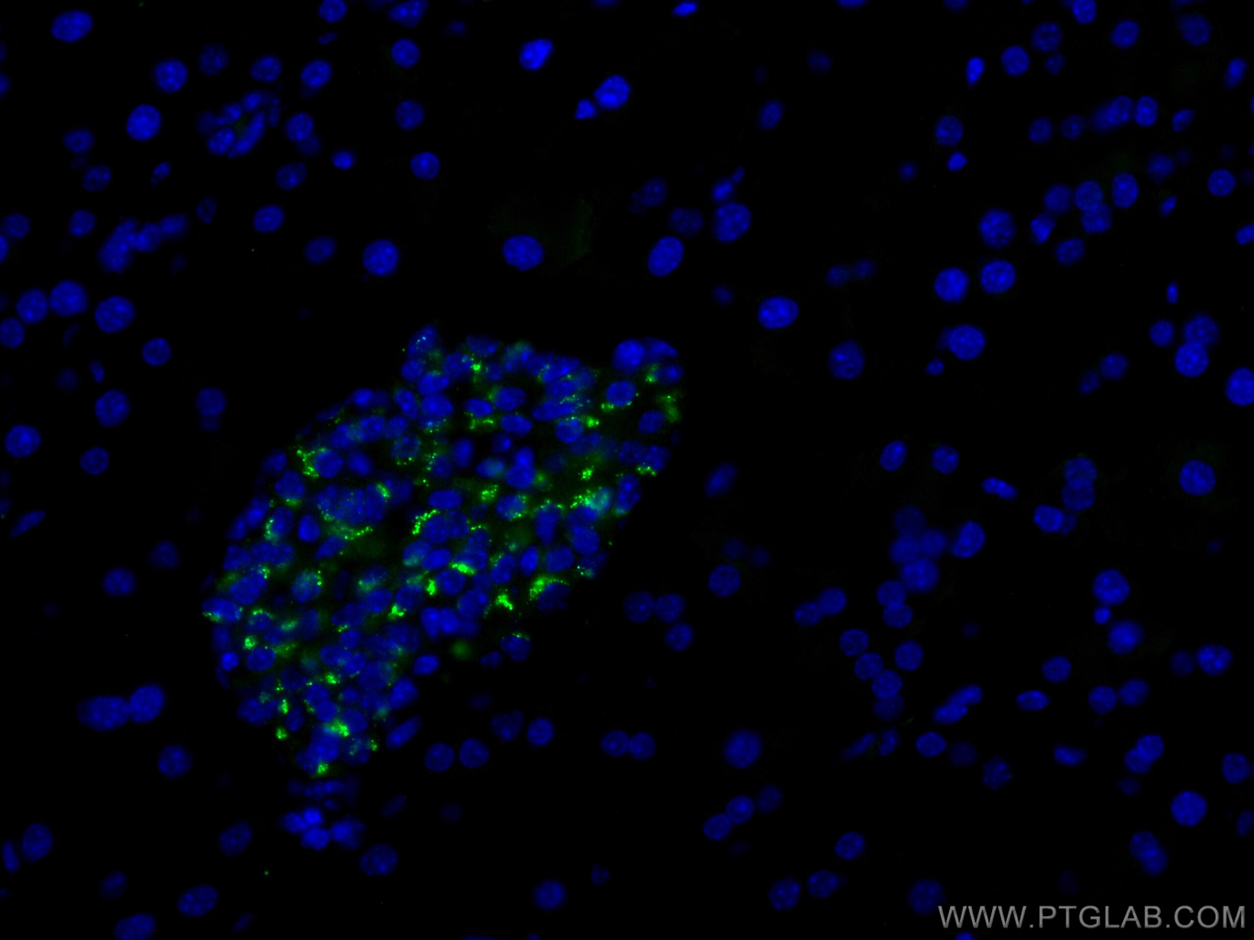 Immunofluorescence (IF) / fluorescent staining of mouse pancreas tissue using CoraLite® Plus 488-conjugated Chromogranin A Polyc (CL488-10529)