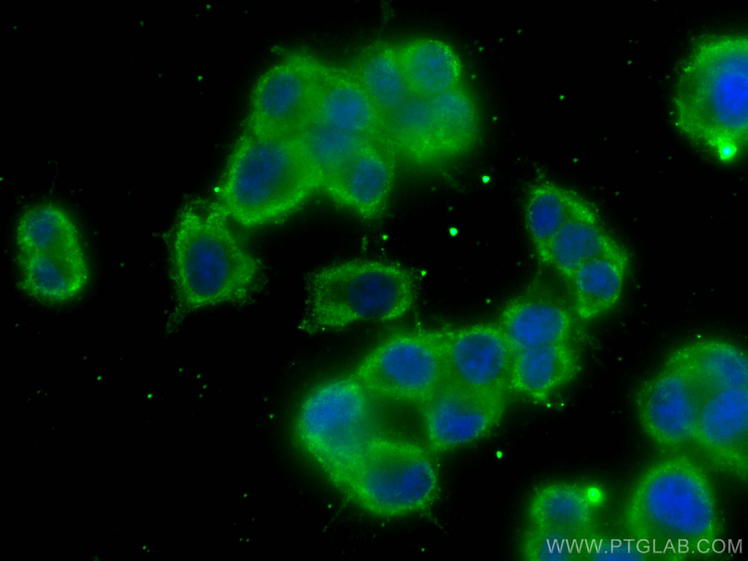 Immunofluorescence (IF) / fluorescent staining of PC-12 cells using CoraLite® Plus 488-conjugated Chromogranin A Monoc (CL488-60135)