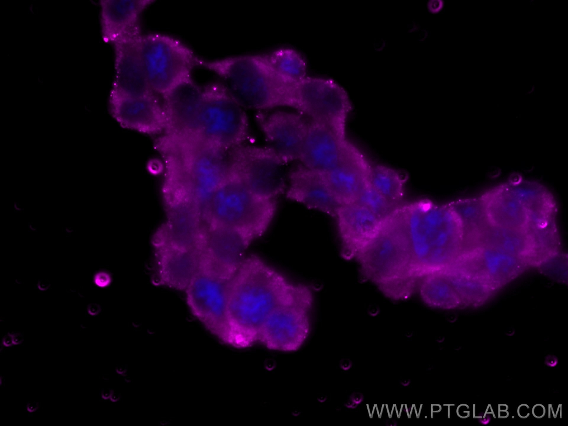 Immunofluorescence (IF) / fluorescent staining of PC-12 cells using CoraLite® Plus 647-conjugated Chromogranin A Monoc (CL647-60135)