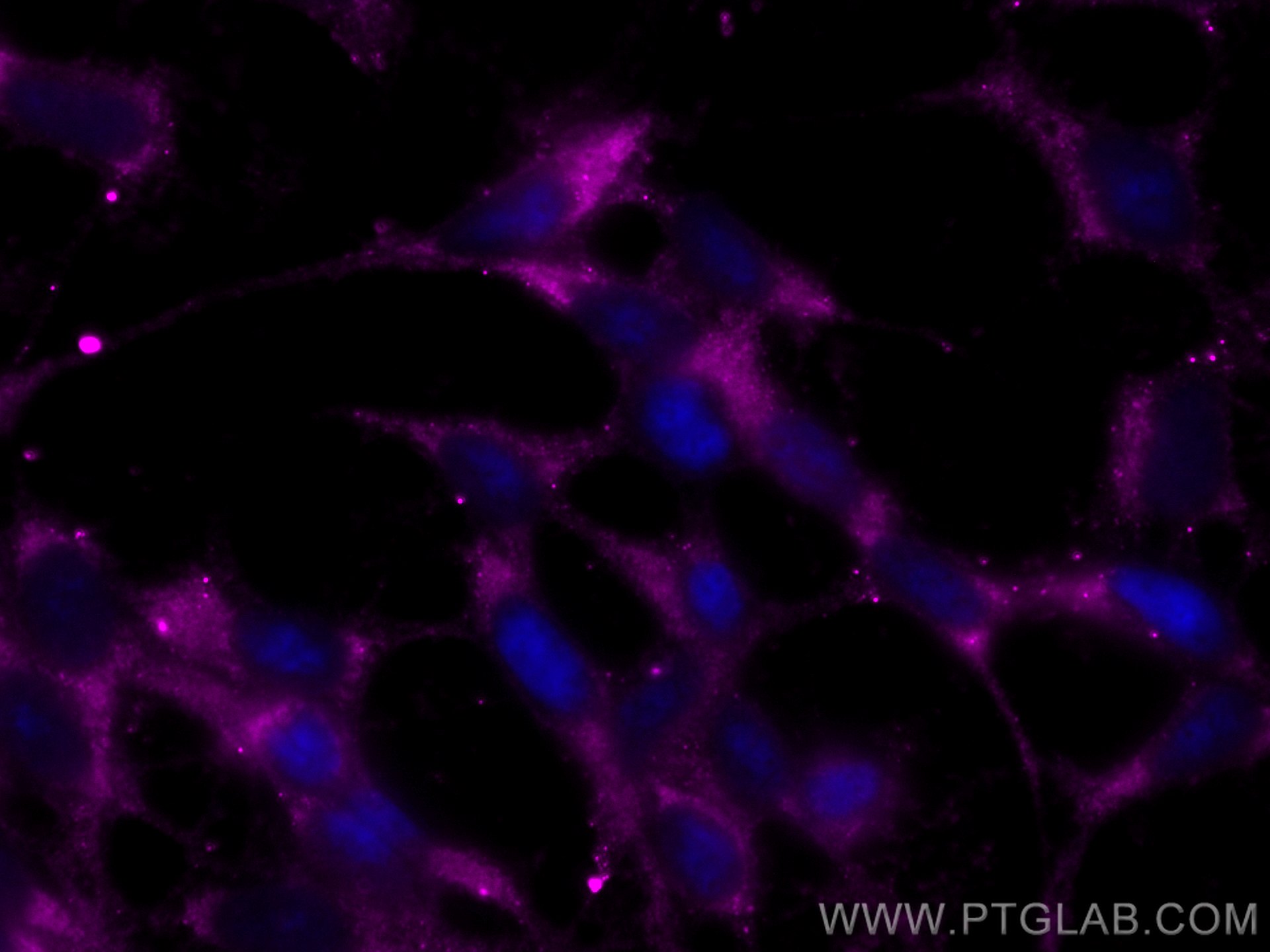 Immunofluorescence (IF) / fluorescent staining of SH-SY5Y cells using CoraLite® Plus 647-conjugated Chromogranin A Monoc (CL647-60135)