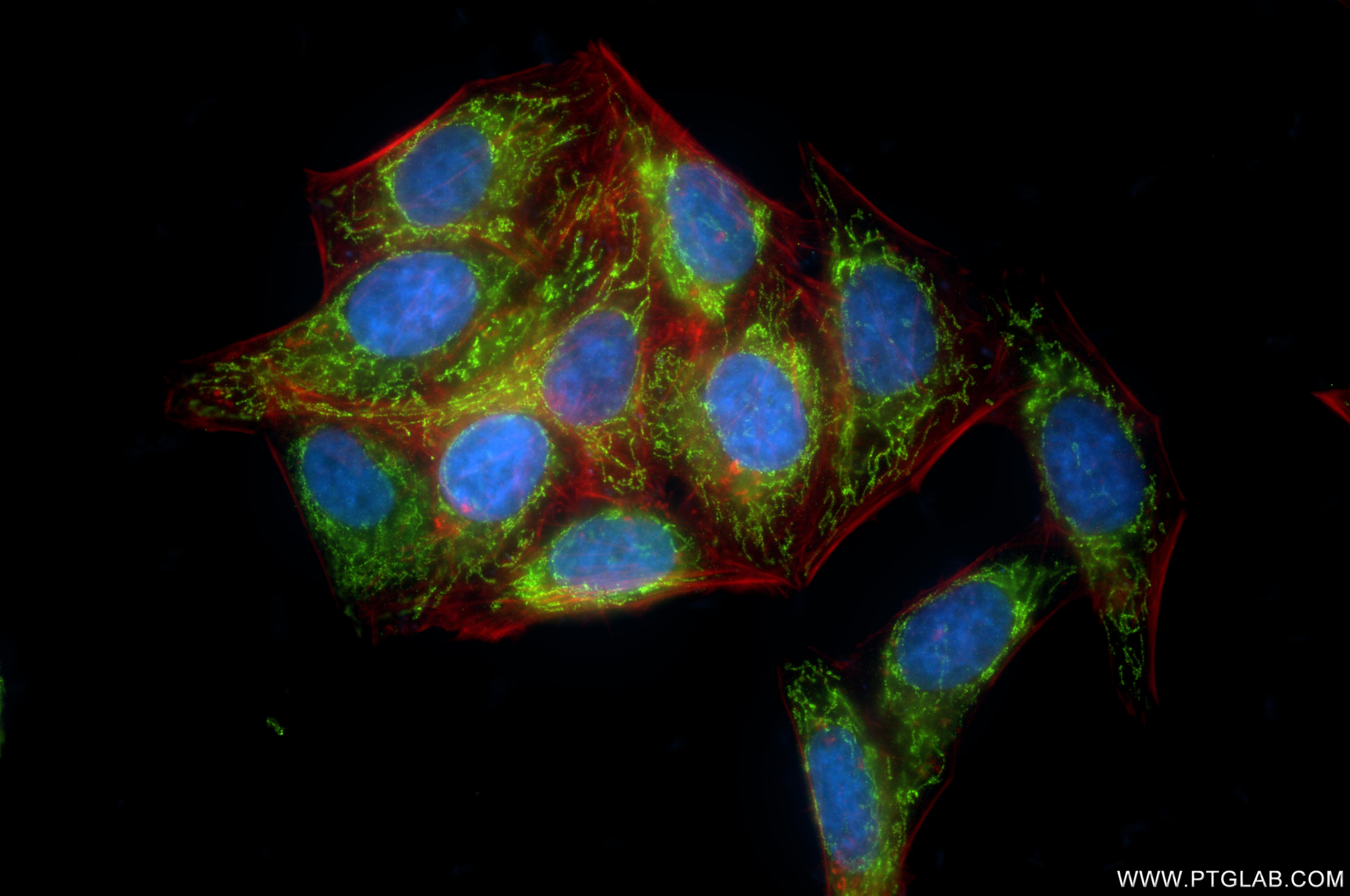 Immunofluorescent analysis of (4% PFA) fixed HepG2 cells using CS antibody (86549-1-RR, Clone: 251433D2 ) at dilution of 1:1000 and CoraLite®488-Conjugated Goat Anti-Rabbit IgG(H+L) (SA00013-2), CL594-Phalloidin (red). This data was developed using the same antibody clone with 86549-1-PBS in a different storage buffer formulation. Immunofluorescence (IF) / fluorescent staining of HepG2 cells using Citrate synthase Recombinant monoclonal antibody (86549-1-RR)