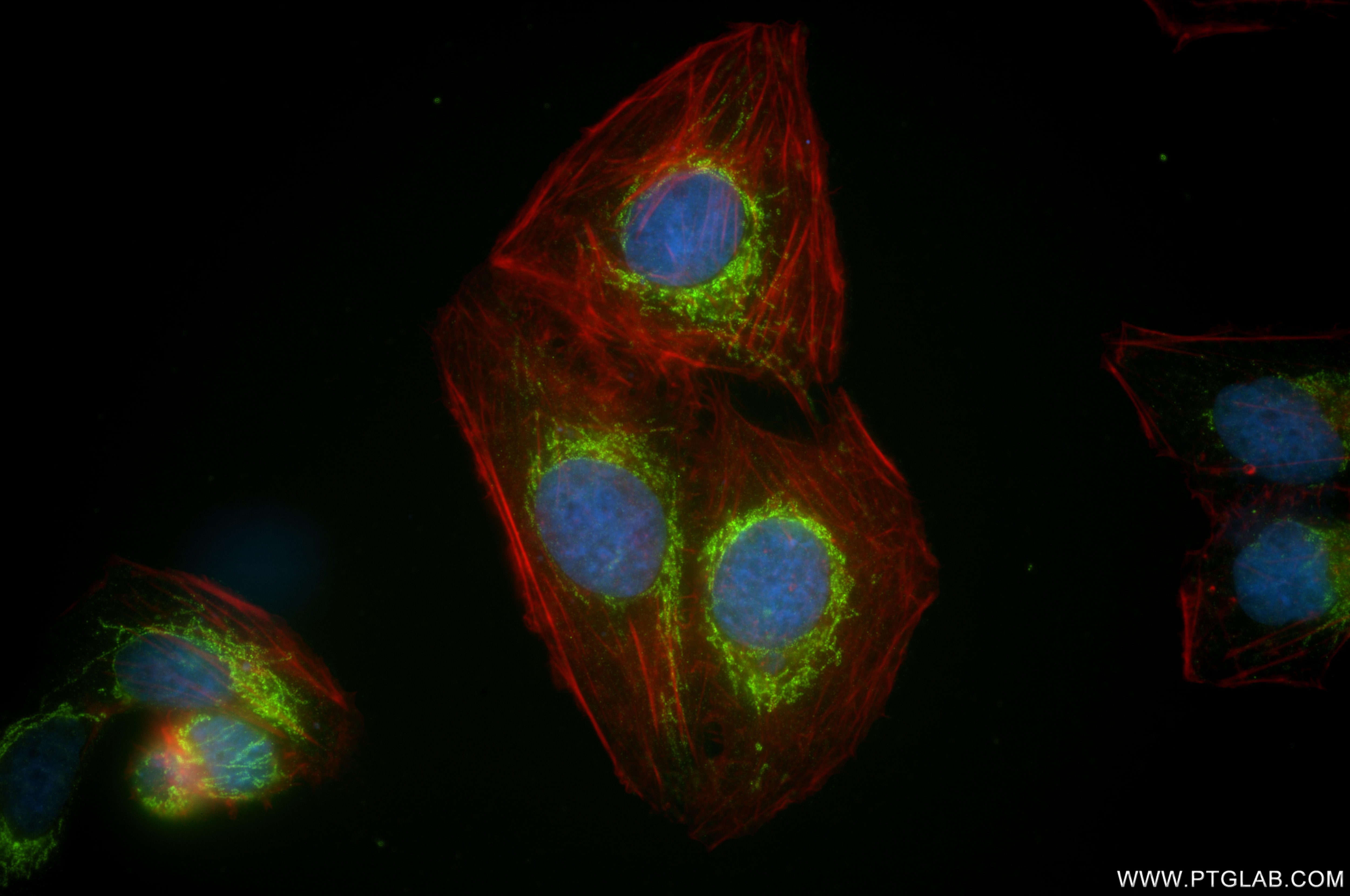 Immunofluorescent analysis of (4% PFA) fixed U2OS cells using CS antibody (86549-1-RR, Clone: 251433D2 ) at dilution of 1:1000 and CoraLite®488-Conjugated Goat Anti-Rabbit IgG(H+L) (SA00013-2), CL594-Phalloidin (red). This data was developed using the same antibody clone with 86549-1-PBS in a different storage buffer formulation. Immunofluorescence (IF) / fluorescent staining of U2OS cells using Citrate synthase Recombinant monoclonal antibody (86549-1-RR)