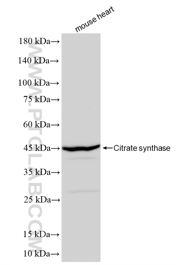 mouse heart tissue were subjected to SDS PAGE followed by western blot with 86549-1-RR (CS antibody) at dilution of 1:10000 incubated at room temperature for 1.5 hours. This data was developed using the same antibody clone with 86549-1-PBS in a different storage buffer formulation. Western Blot (WB) analysis of mouse heart tissue using Citrate synthase Recombinant monoclonal antibody (86549-1-RR)