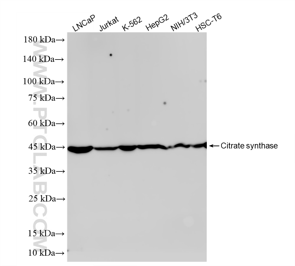 Various lysates were subjected to SDS PAGE followed by western blot with 86549-1-RR (CS antibody) at dilution of 1:10000 incubated at room temperature for 1.5 hours. This data was developed using the same antibody clone with 86549-1-PBS in a different storage buffer formulation. Western Blot (WB) analysis of various lysates using Citrate synthase Recombinant monoclonal antibody (86549-1-RR)
