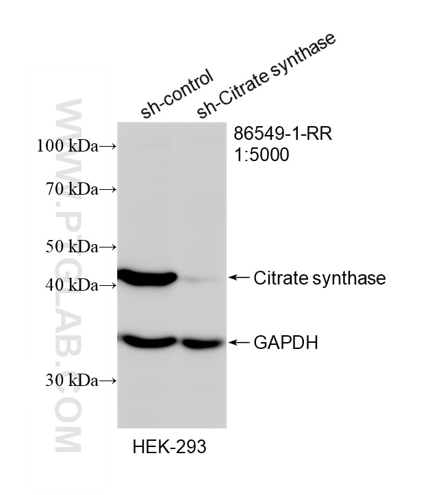 Western Blot (WB) analysis of HEK-293 cells using Citrate synthase Recombinant monoclonal antibody (86549-1-RR)