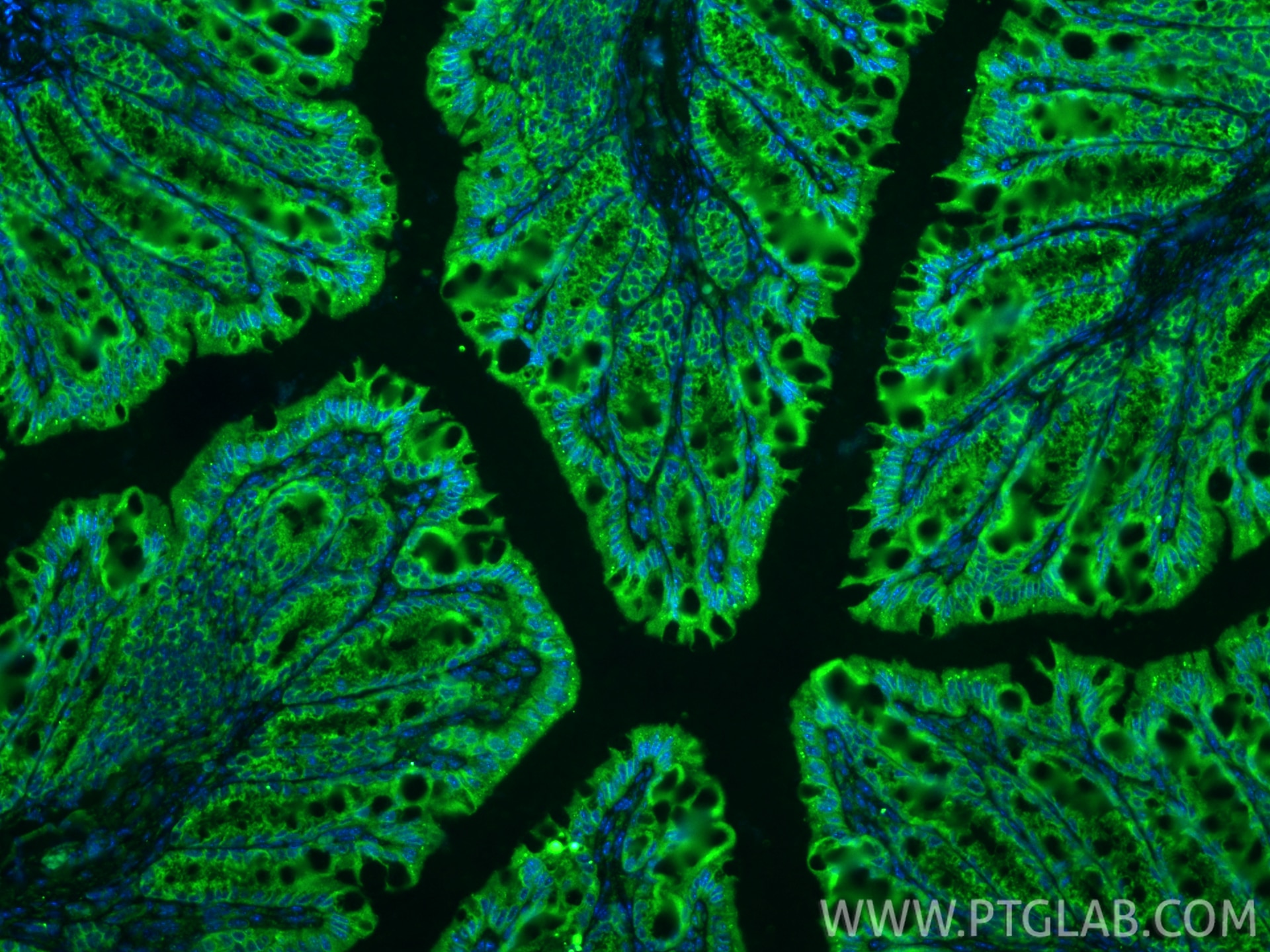 Immunofluorescence (IF) / fluorescent staining of mouse colon tissue using Claudin 1 Polyclonal antibody (28674-1-AP)
