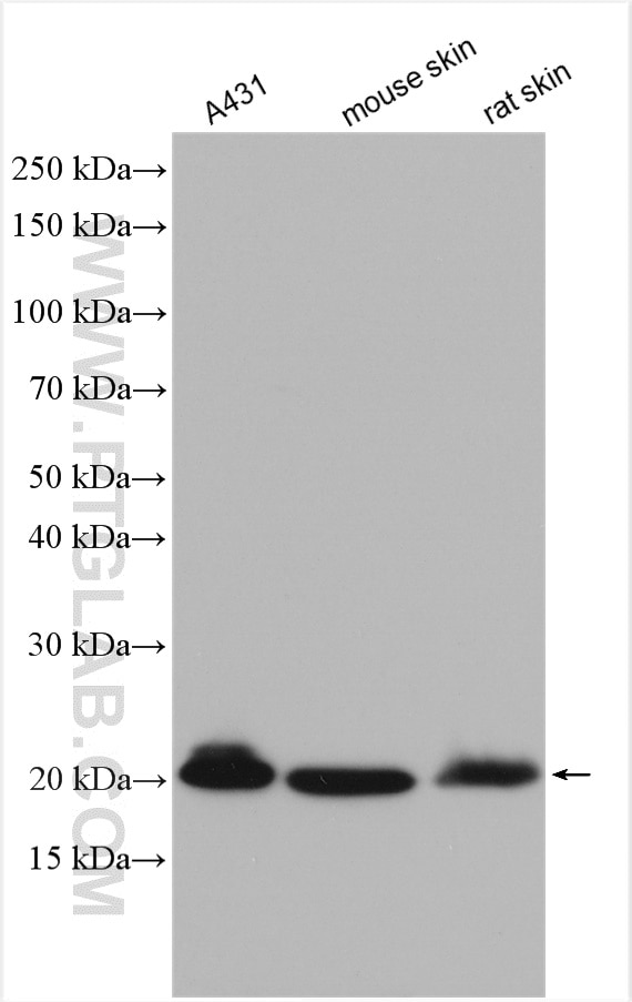 Western Blot (WB) analysis of various lysates using Claudin 1 Polyclonal antibody (28674-1-AP)