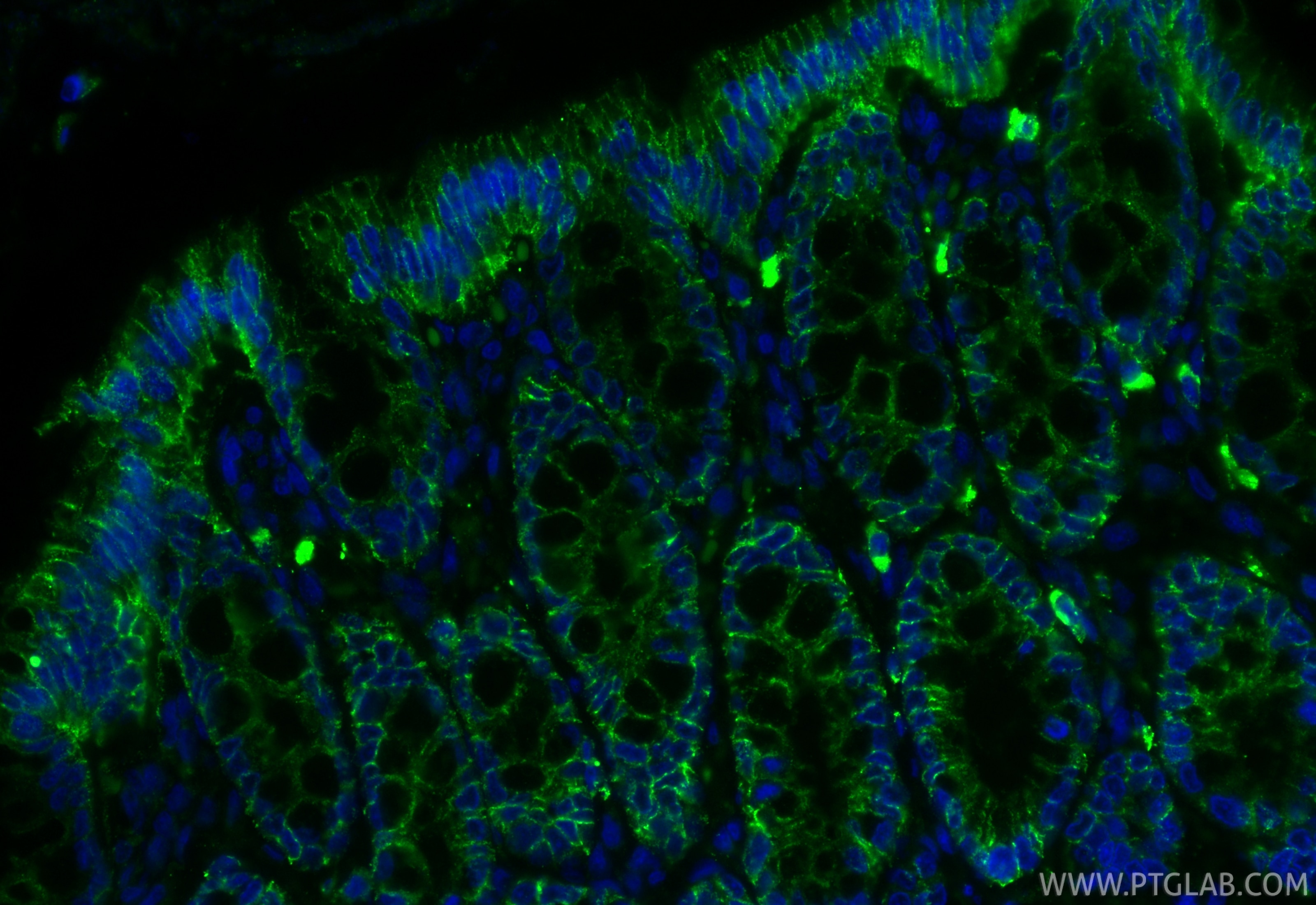 Immunofluorescence (IF) / fluorescent staining of rat colon tissue using Claudin 1 Recombinant monoclonal antibody (87782-2-RR)